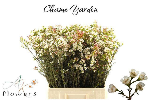 Chame Yarden 70cm 38gram