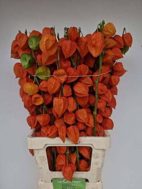 Physalis Lampion Tak
