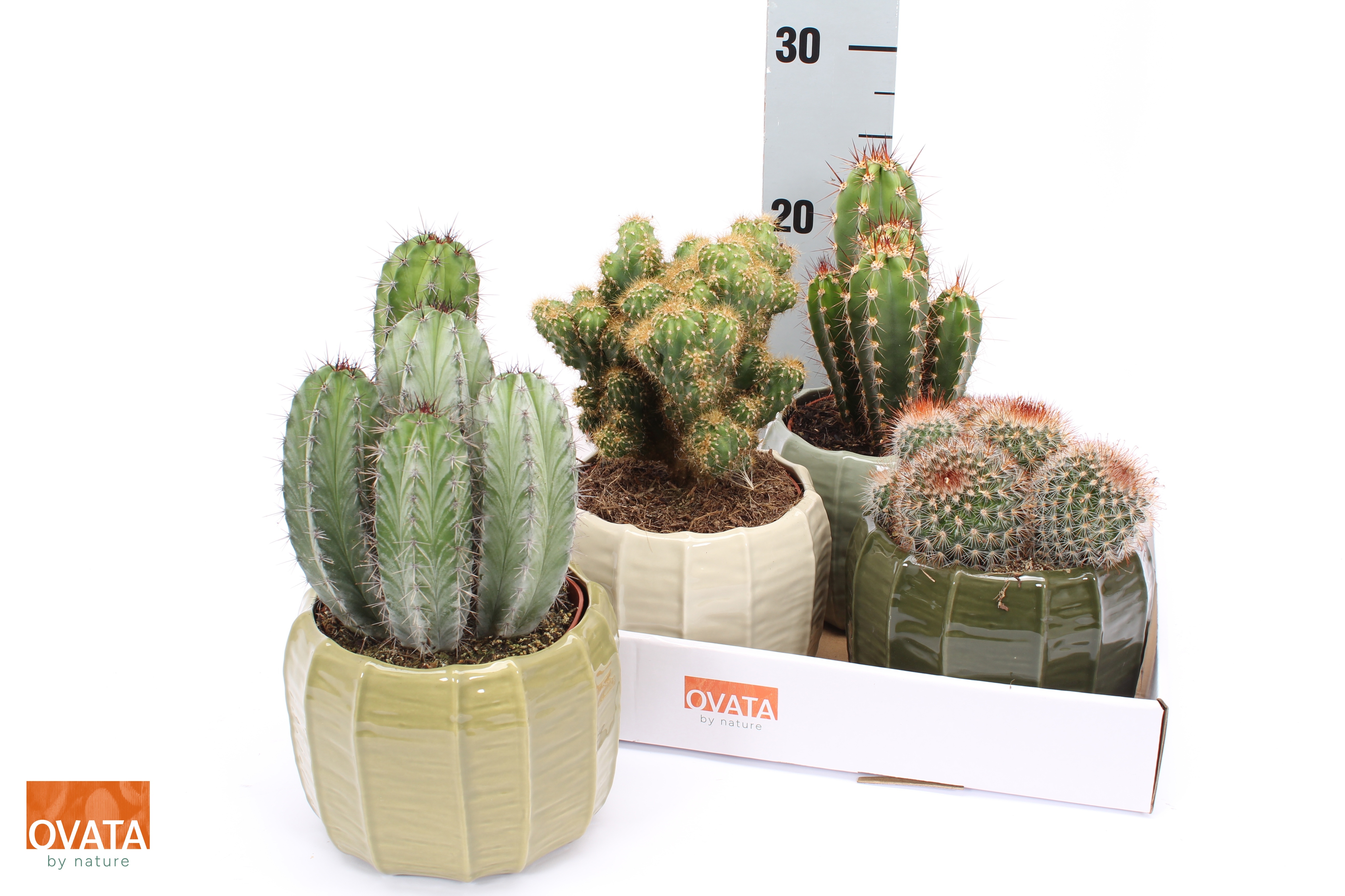 Cactus Gem 4 Srt 15Ø 15cm