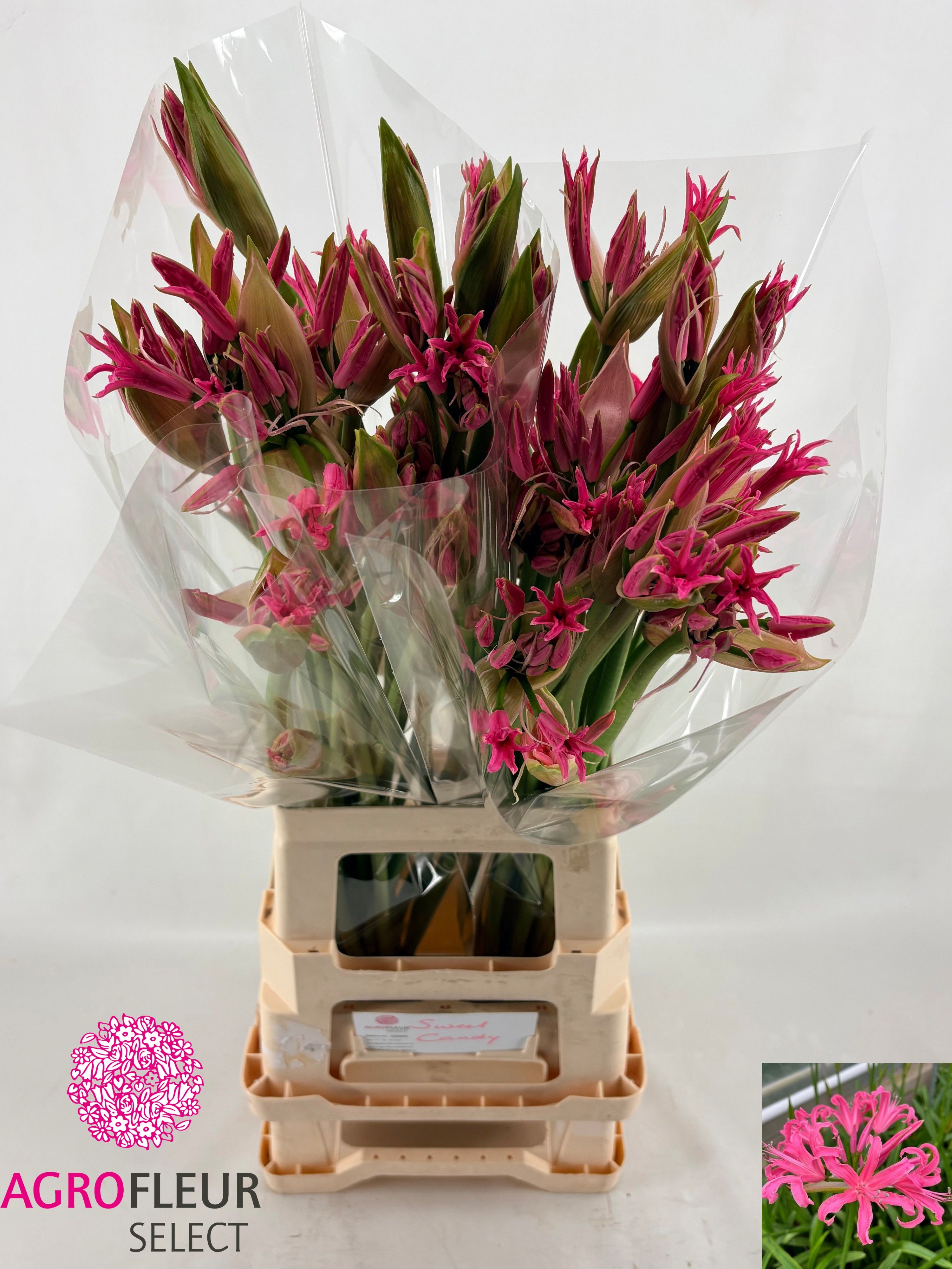 Nerine Asst 60cm