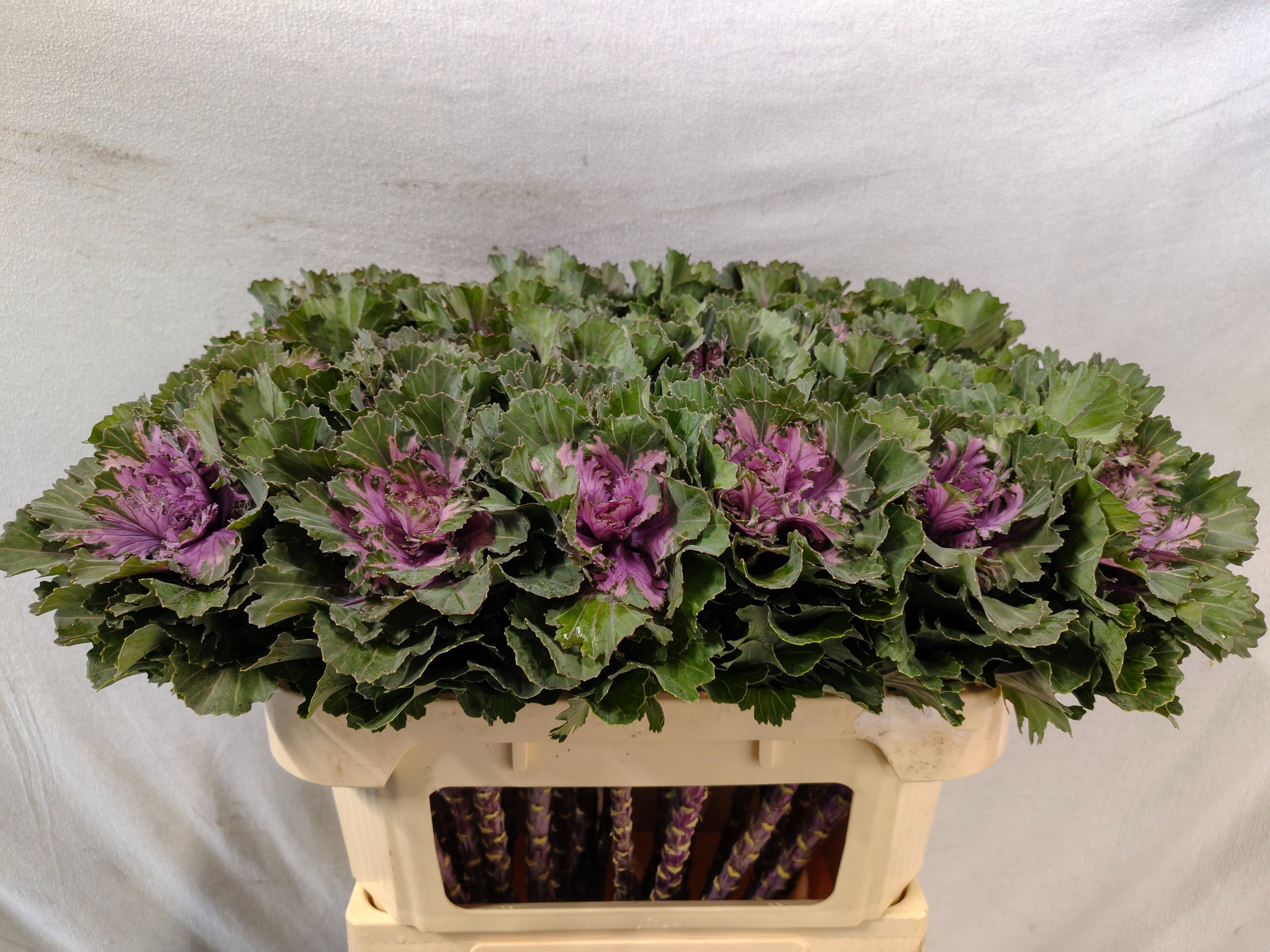 Brassica Ksenia 70cm