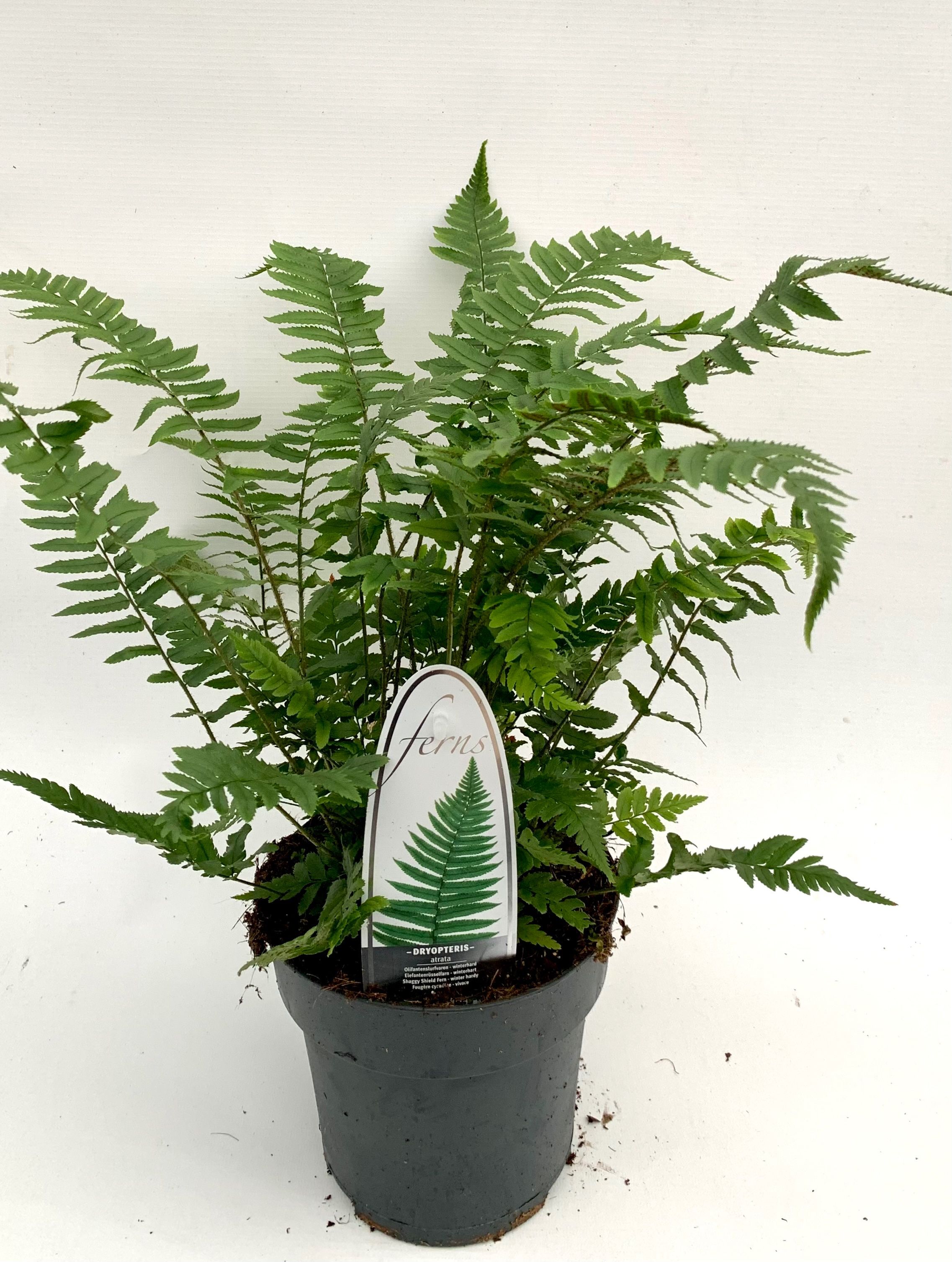Dryopteris affinis 'Atrata'