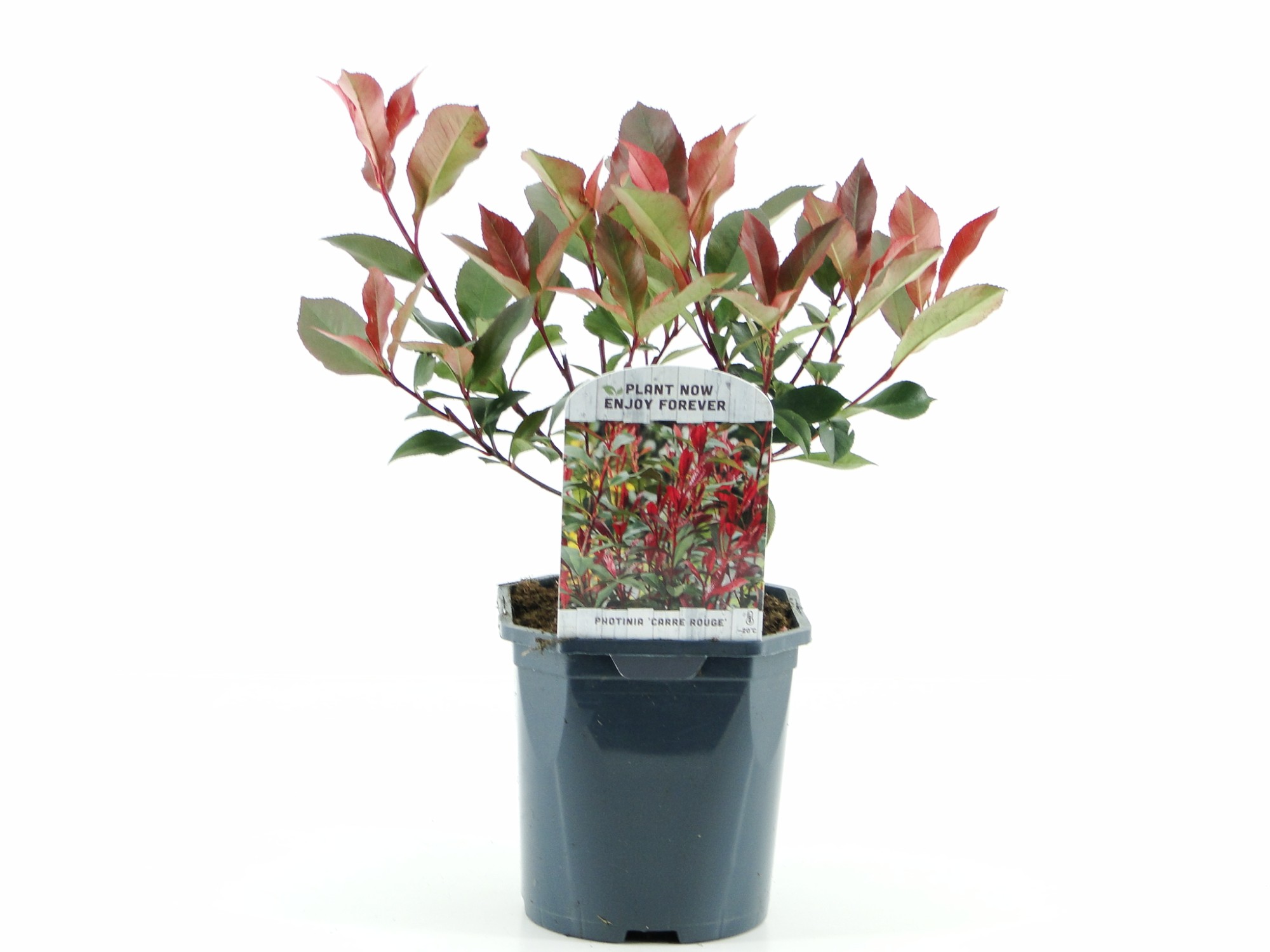 Picture of Photinia fras. Carre Rouge P17 (2 Ltr)