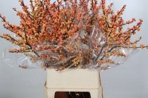 Ilex Gresgold 100cm