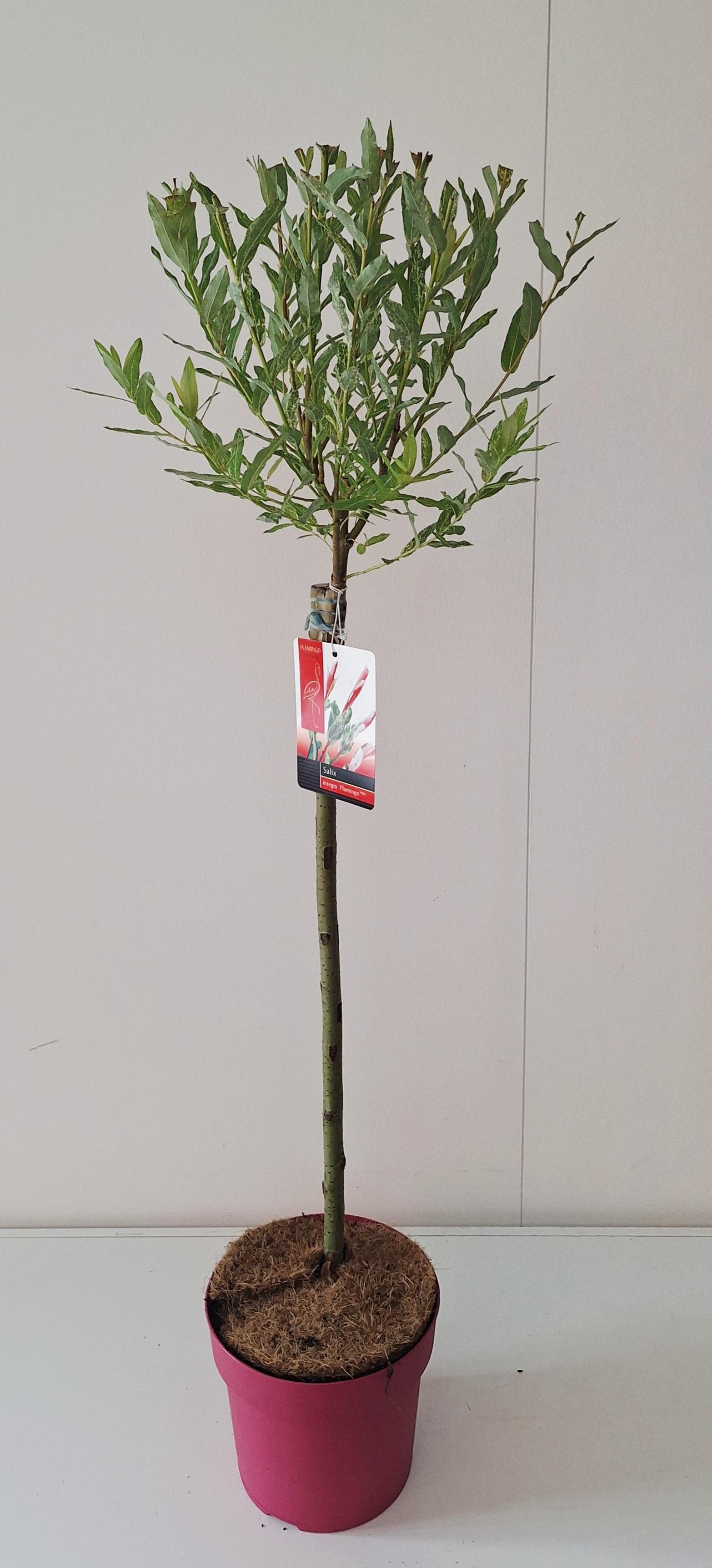 Picture of Salix Flamingo stam 60 Pink pot