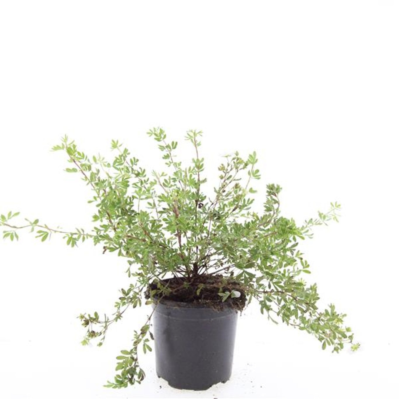 Potentilla f. 'Abbotswood'