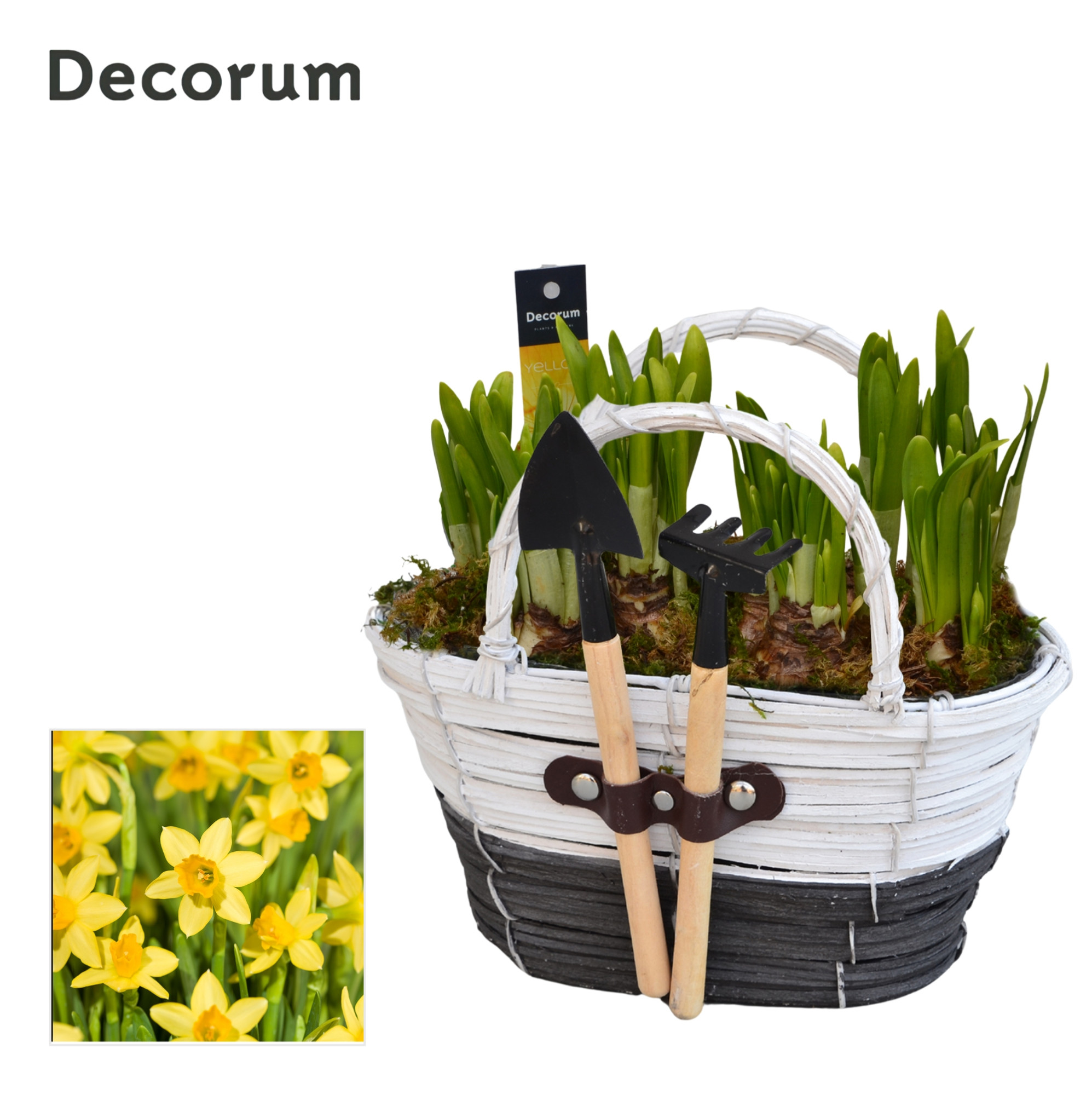 Picture of Narcissus basket and Gardentools HL14683N P21 22CM