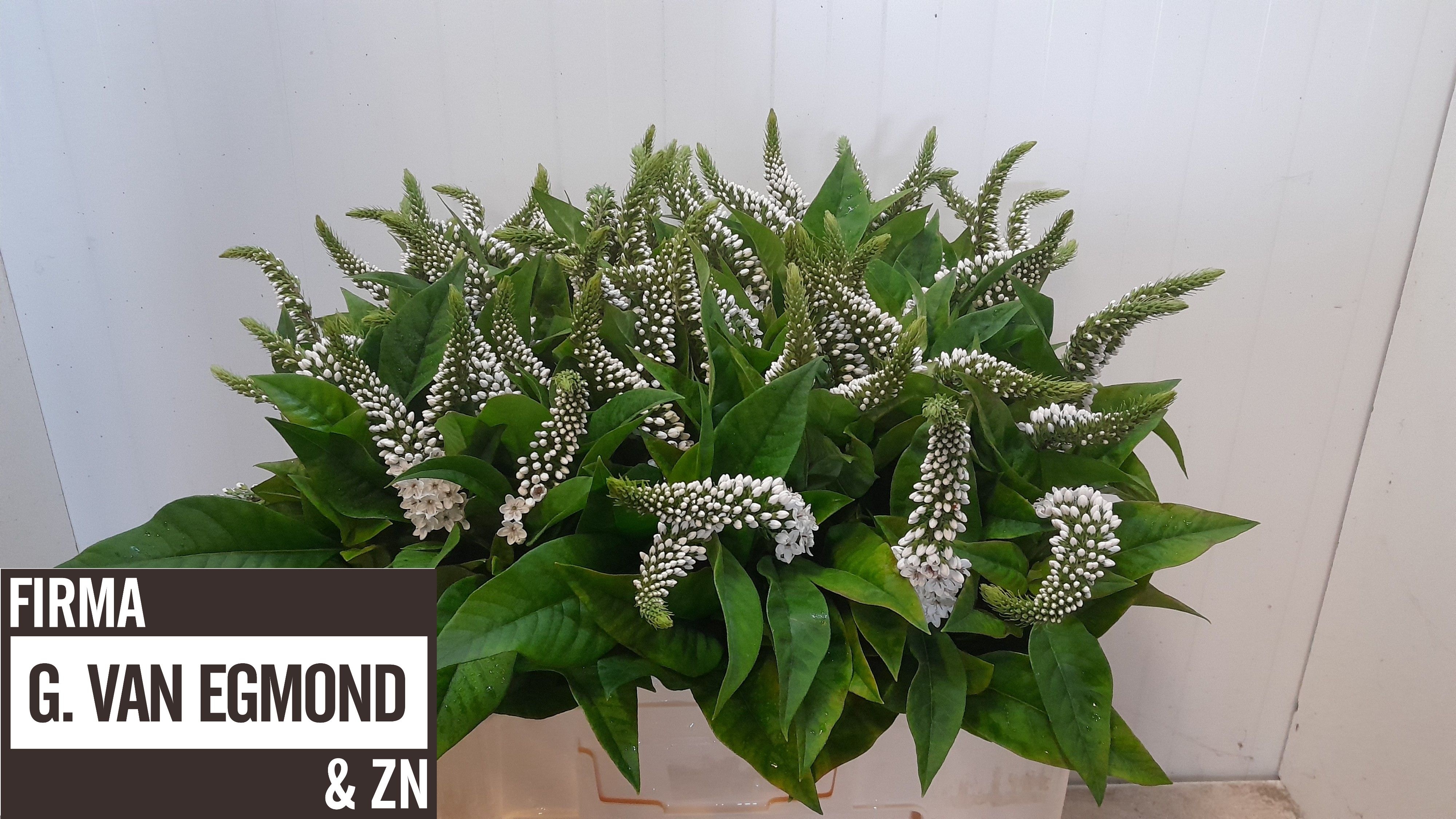 Lysimachia Clethroides 50cm