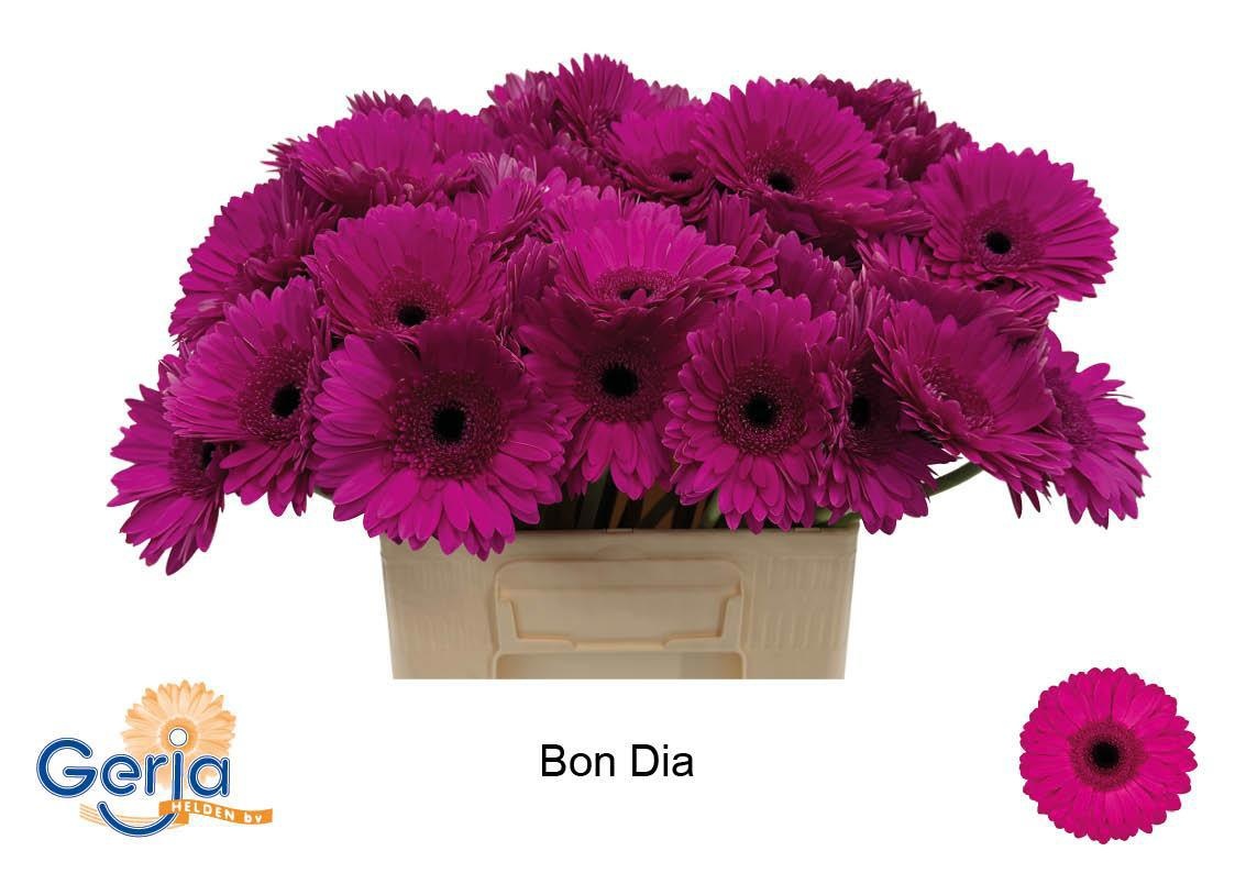 Gerbera Bon Dia