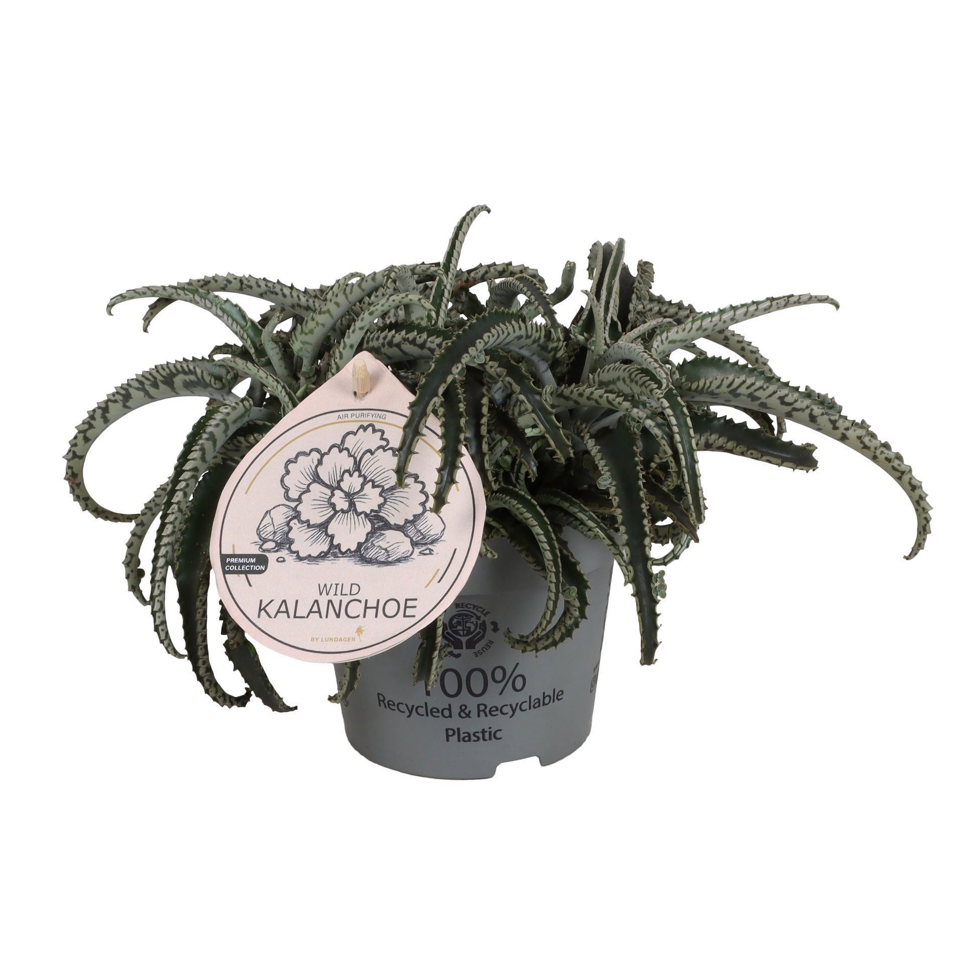 Kalanchoe Octopus