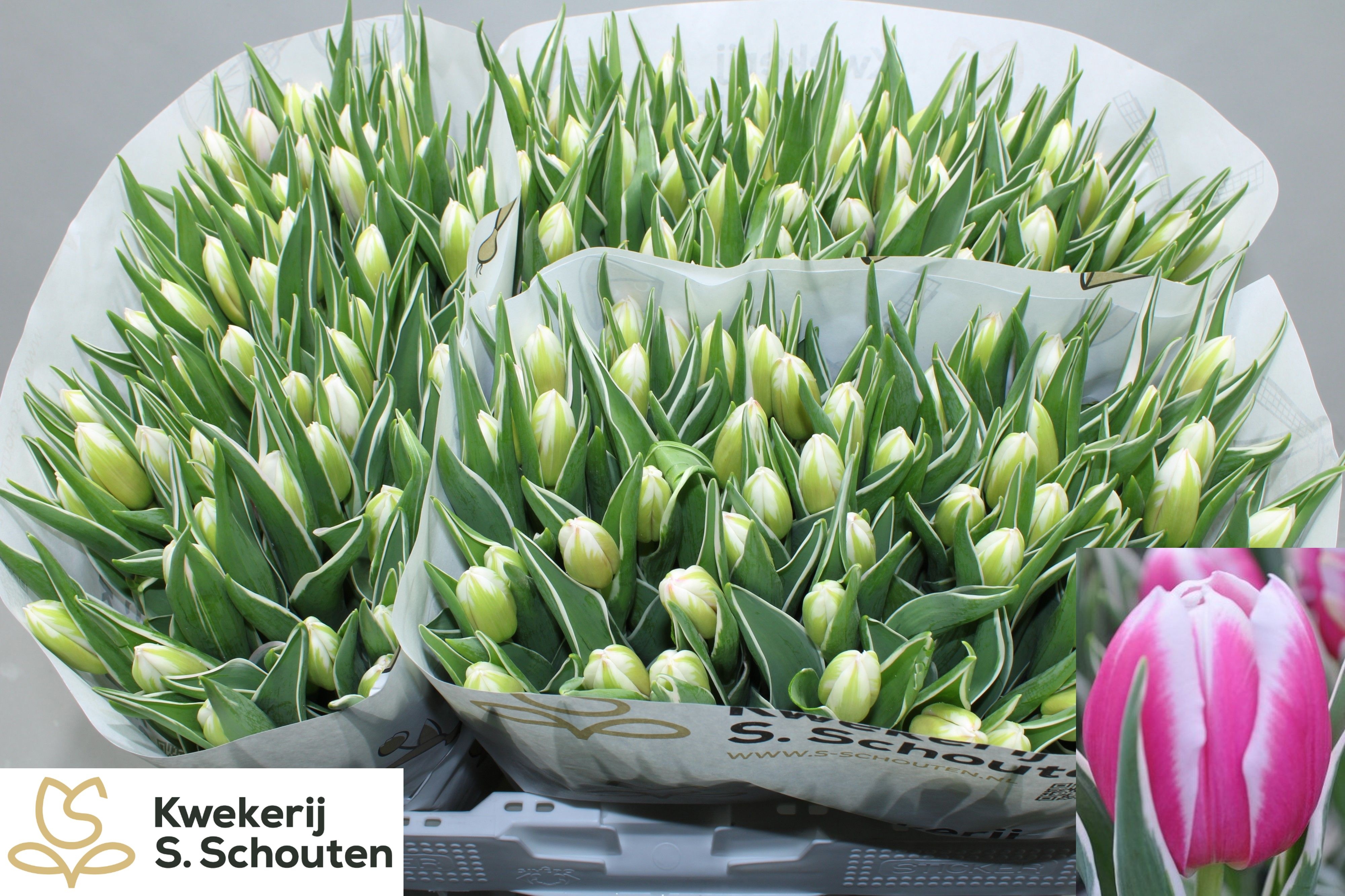 Tulipa Mark Design 40cm 28gram