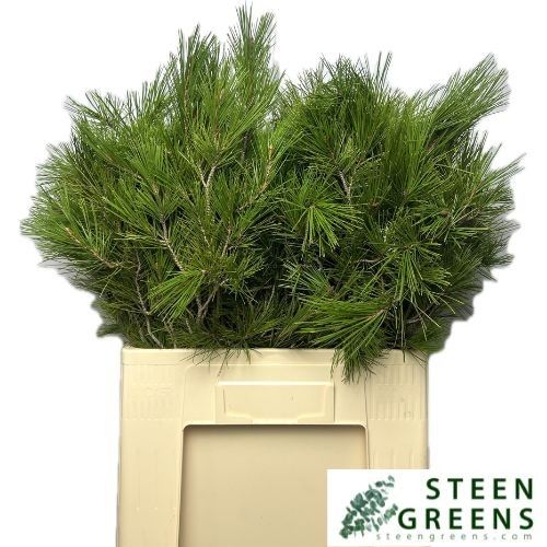 Pinus Strobus 50cm