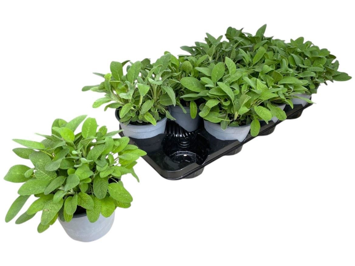 Salvia Officinalis 14P 25H 99bloei