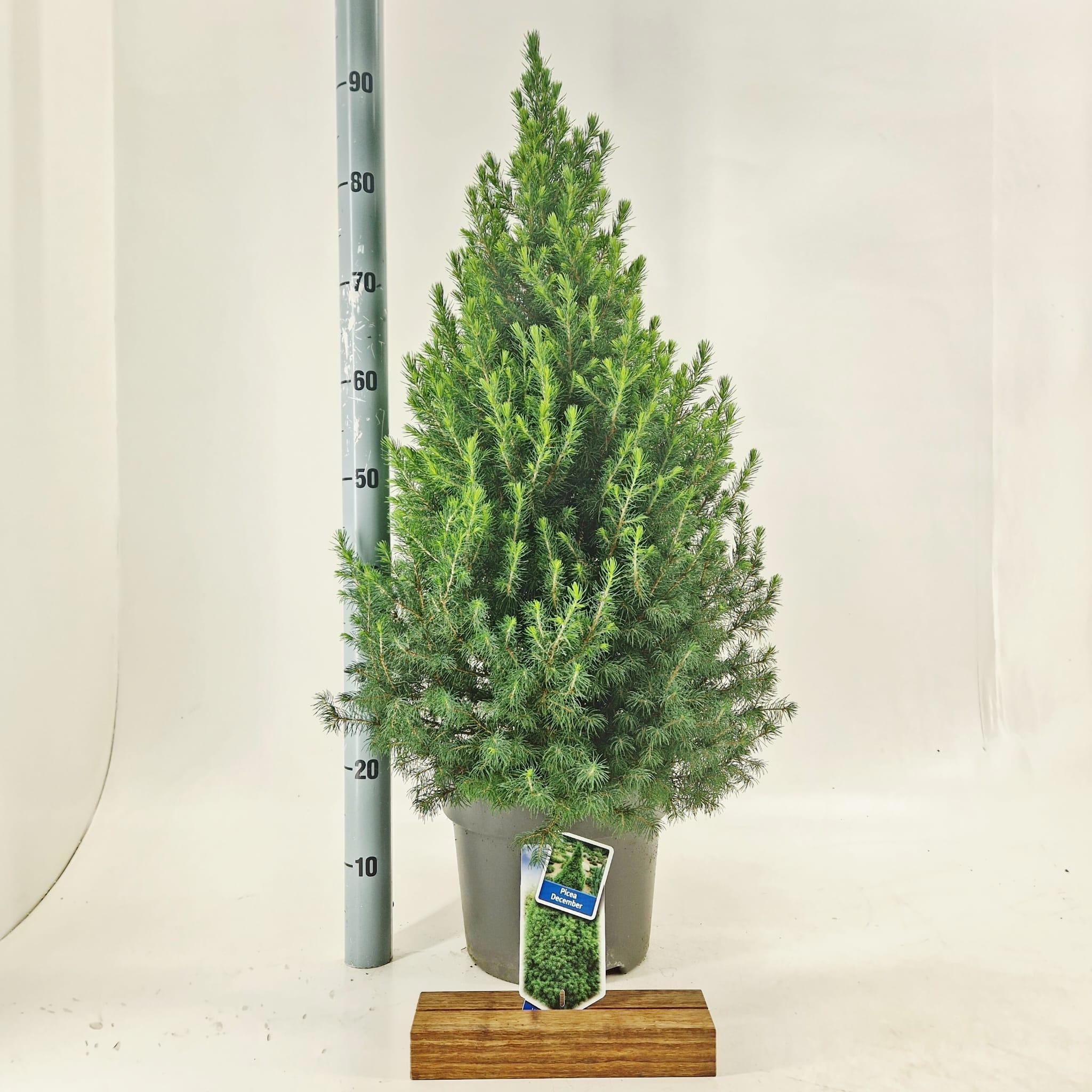 Picea gl. 'Conica' December