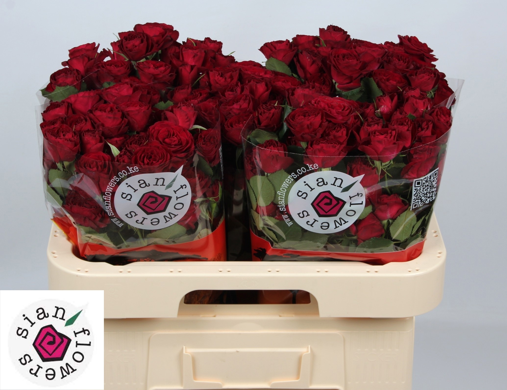 Rosa Spr Red Trendsetter 60cm