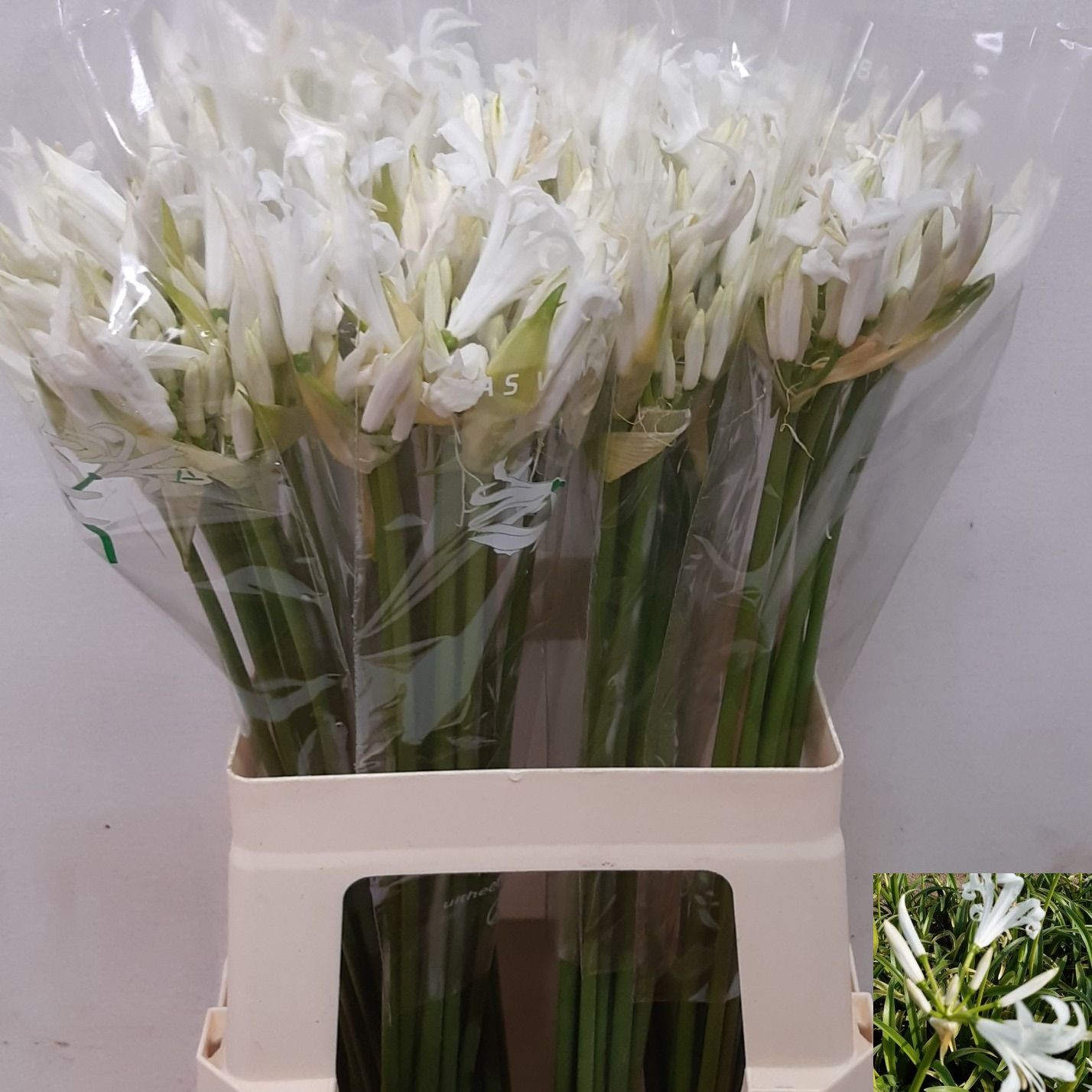 Ne Bo Adele 60cm