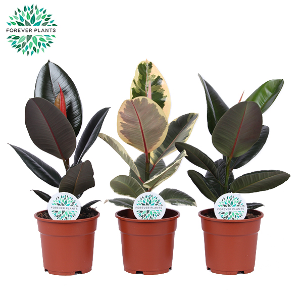 Picture of Ficus Elastica in 2-3 varieties P17 55CM