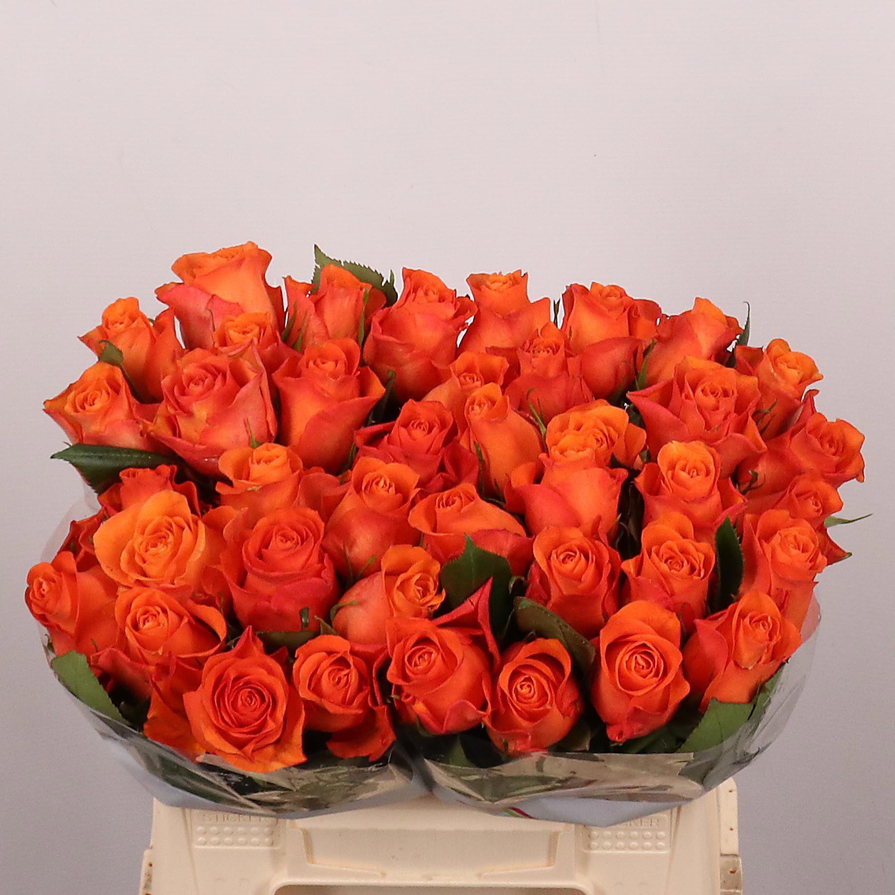 R Gr Orange Wave