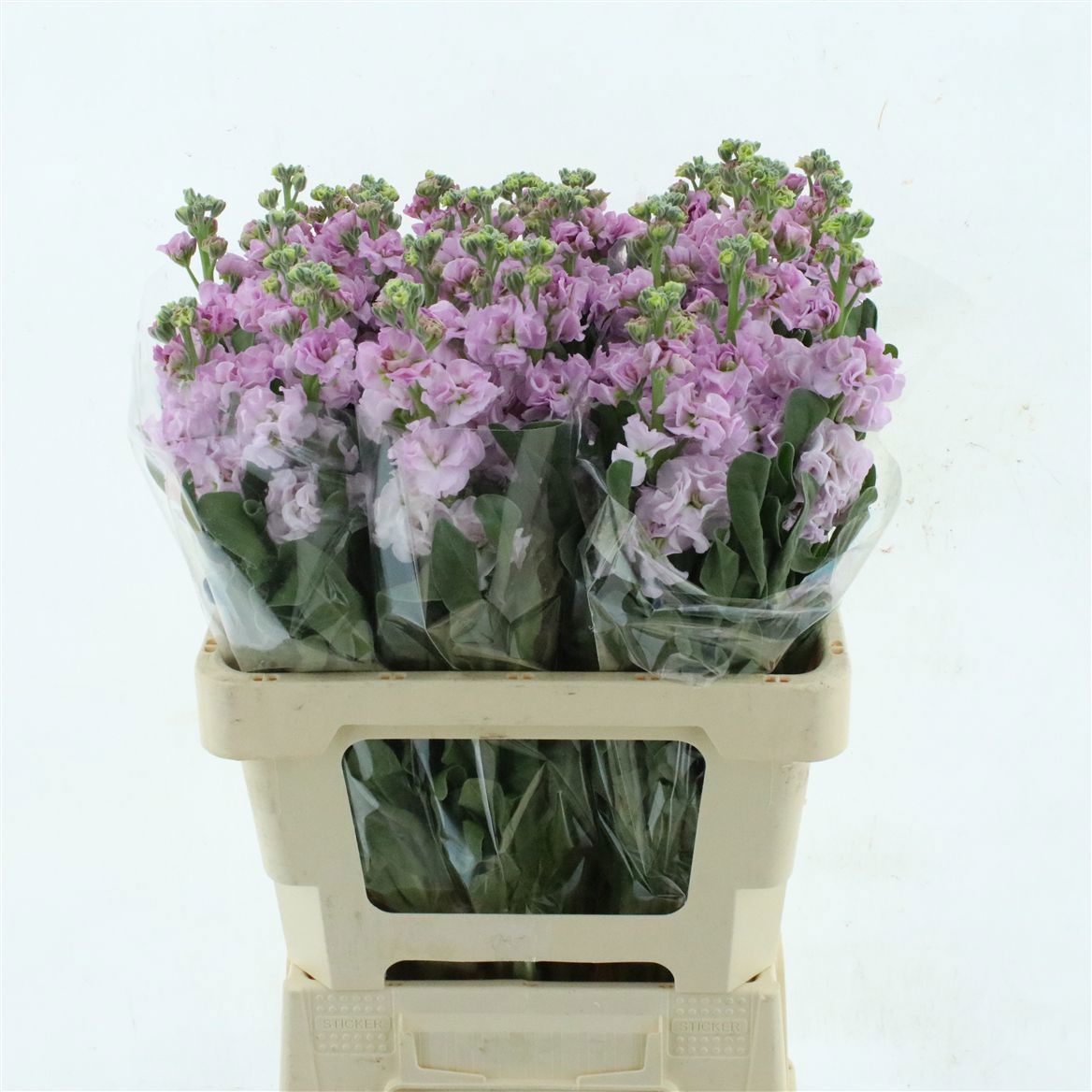 Matthiola Iron Cherry Blossom 60cm