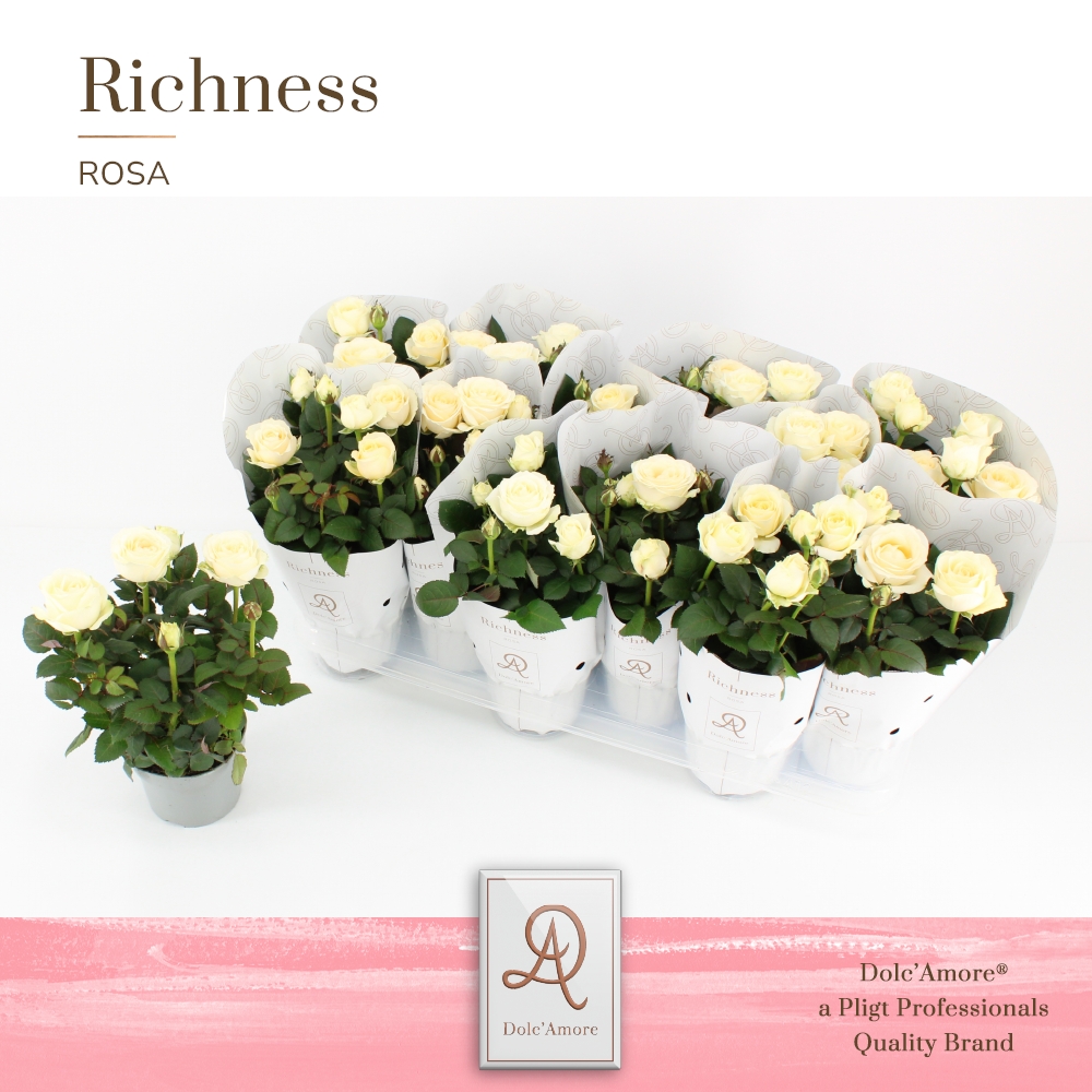 Picture of Rosa Infinity White DolcAmore metallic Richness P10.5 25CM