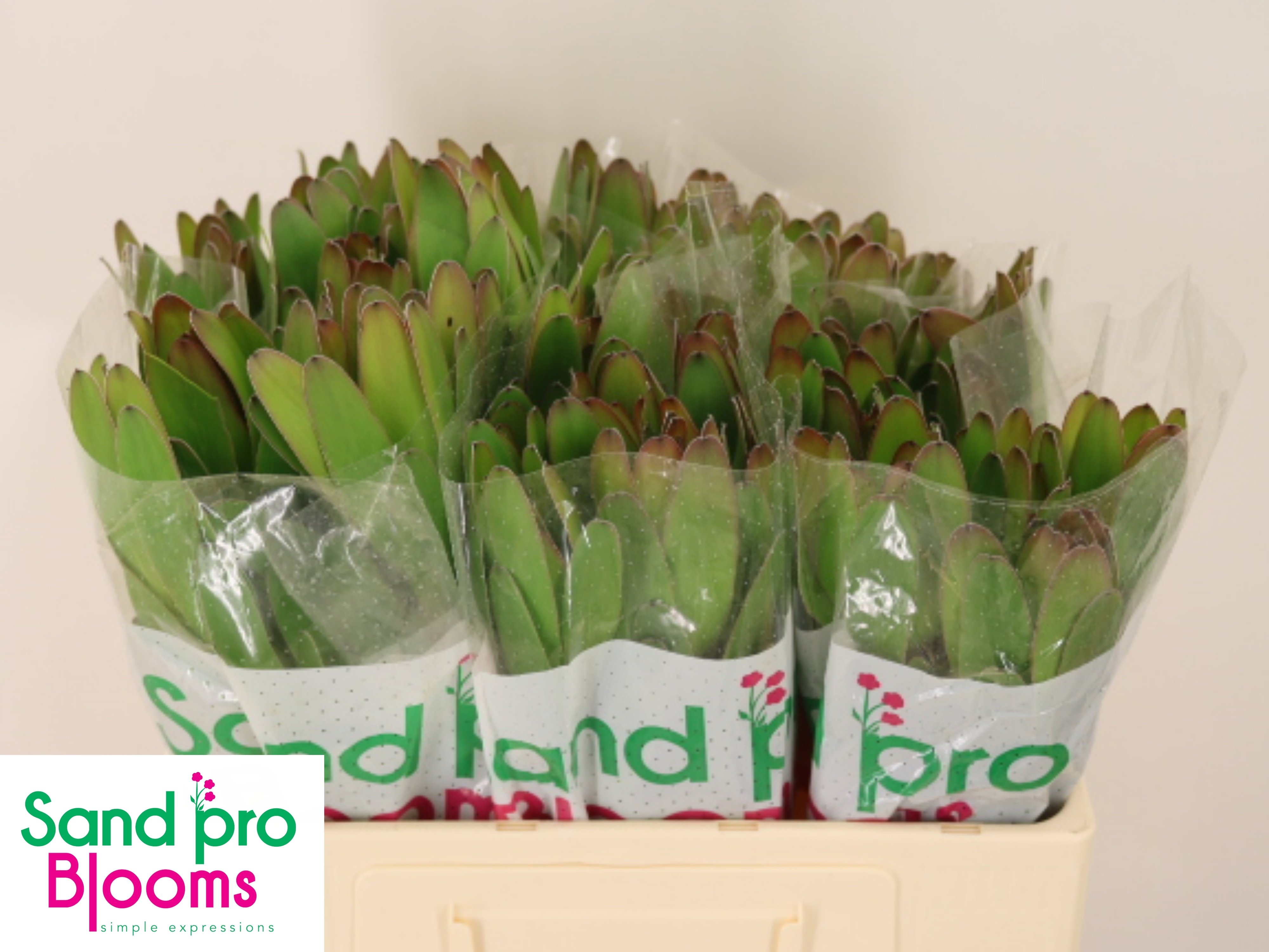 Leucadendron Goldstrike 50cm