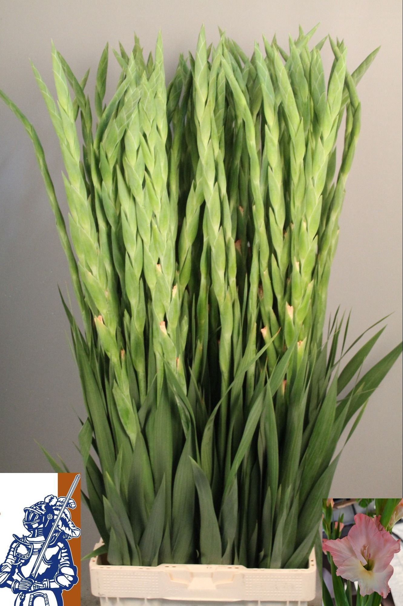 Glad Gr Careless