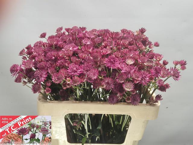 Astrantia Rosita 50cm