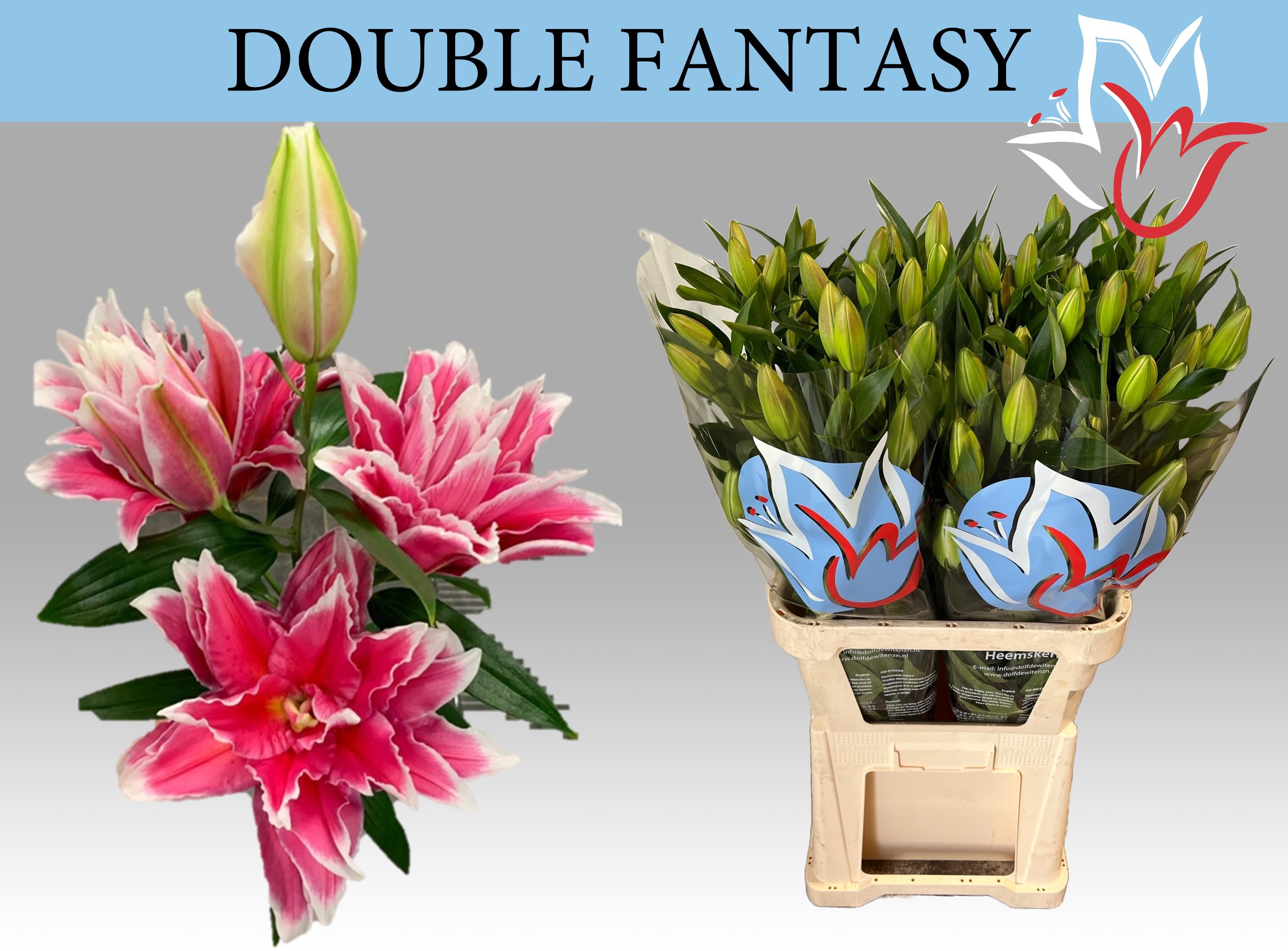 Li Or Du Do Fantasy