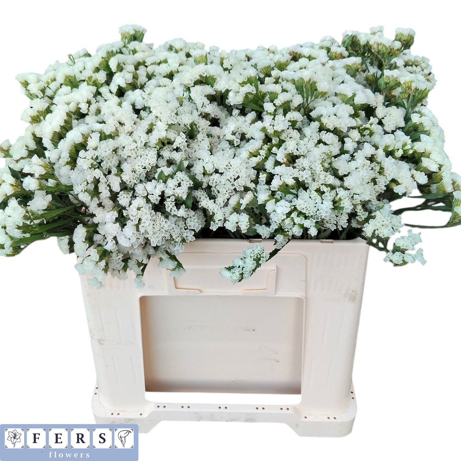 Limonium St Starlight Wings 50cm 32gram