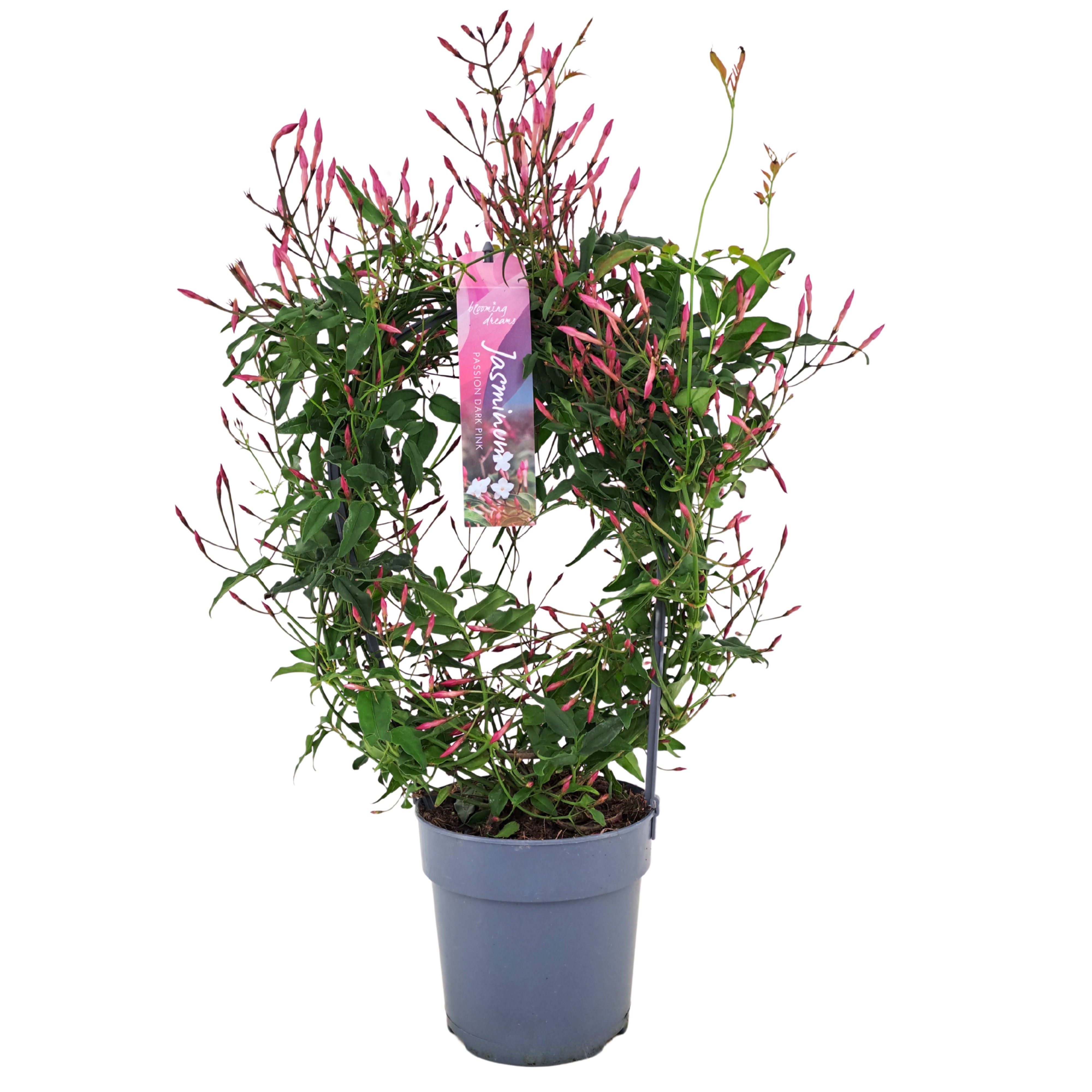 Jasminum Passion Dark Pink boog 200 knop (Jasmijn)