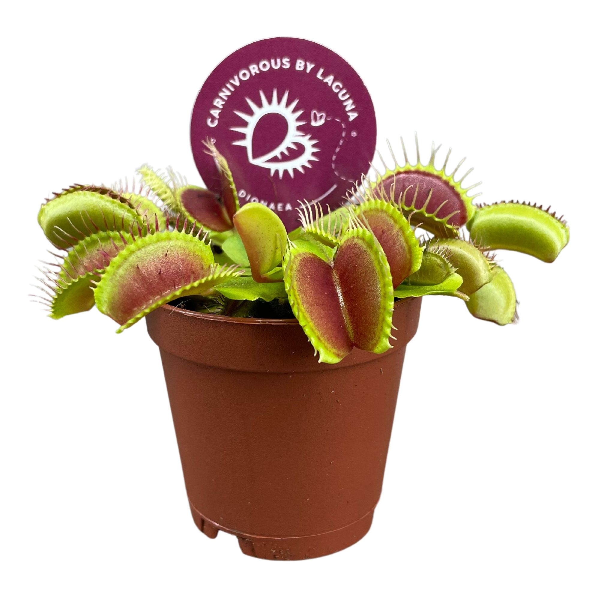 Picture of Dionaea Muscipula Carnivorous P5.5 7CM