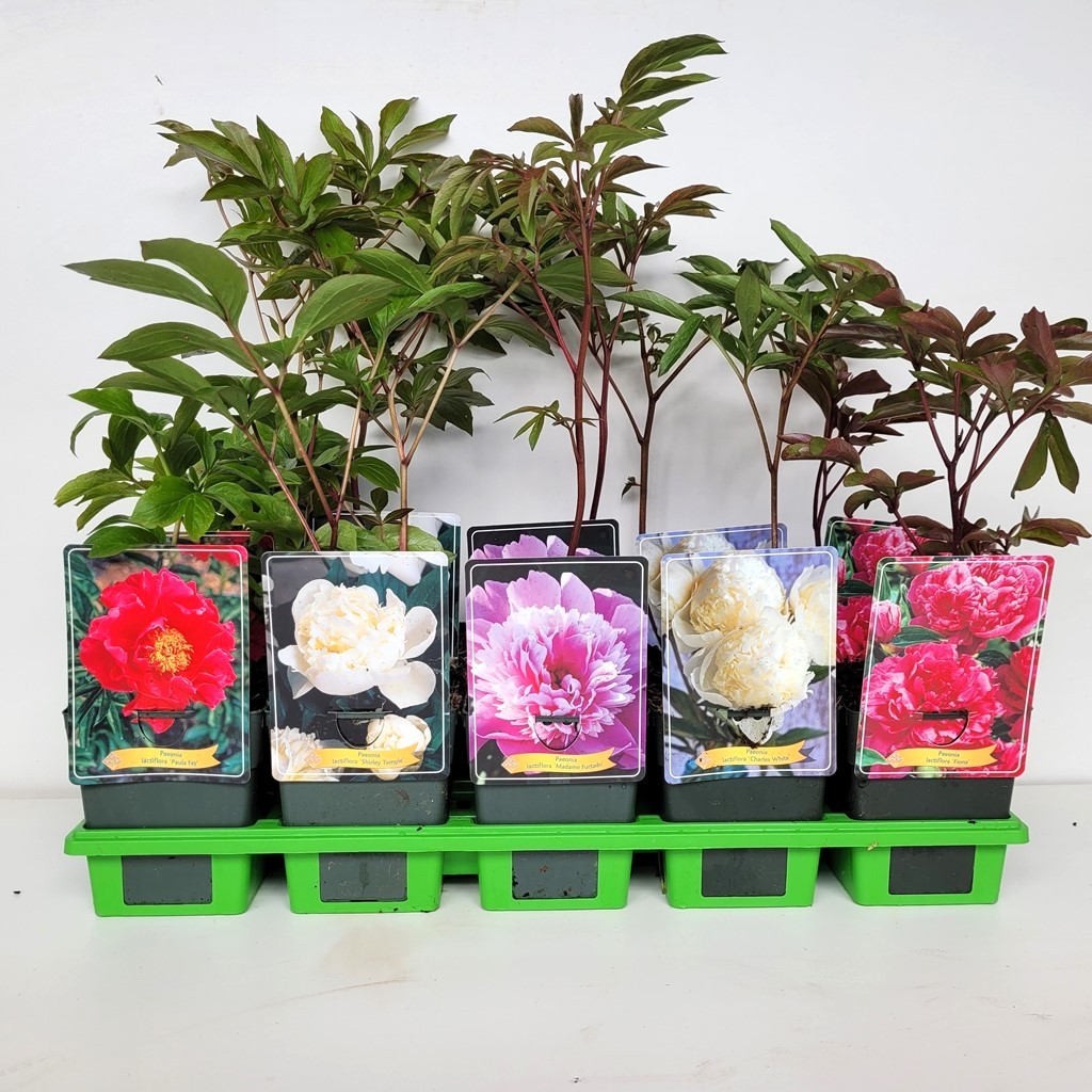 Picture of Paeonia Lactiflora mix 6x10 srt. per shelve P11