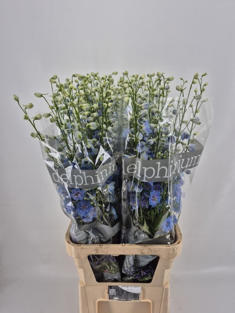 Delphinium Elatum Centurion Skyblue 110cm