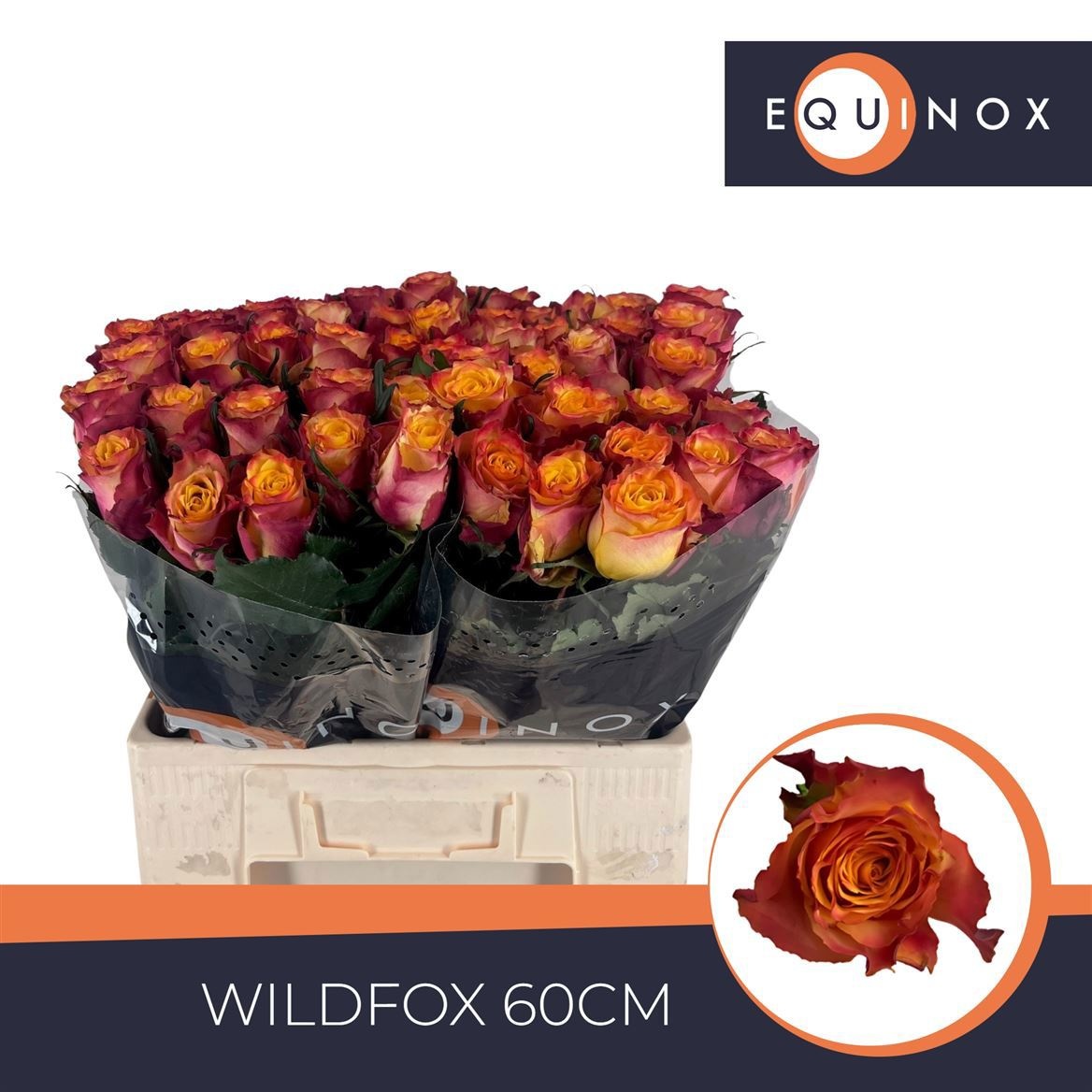 R Gr Wildfox