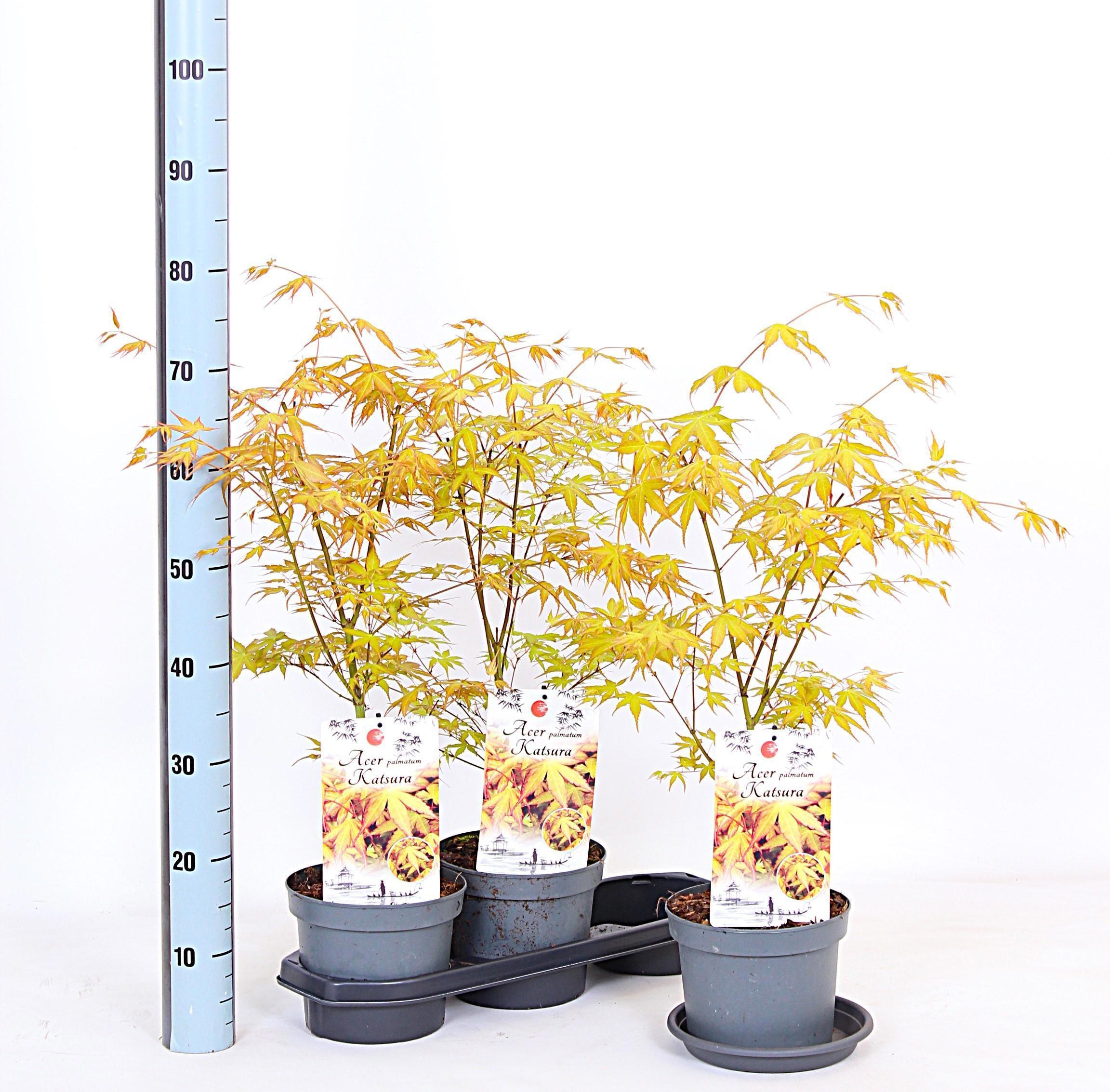 Acer palmatum 'Katsura' - Esdoorn