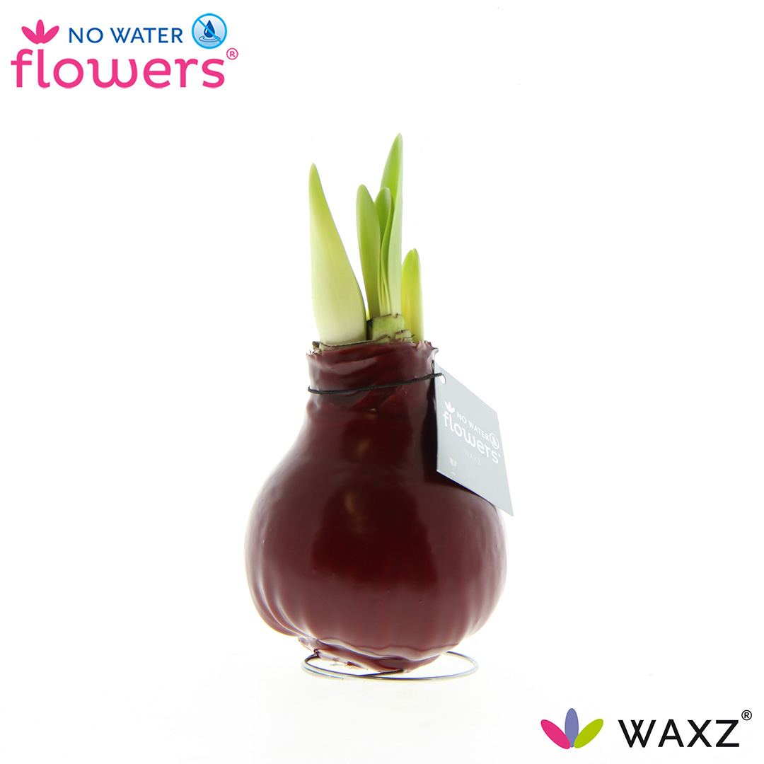 Picture of No Water Flowers Waxz® Bordeaux 15CM