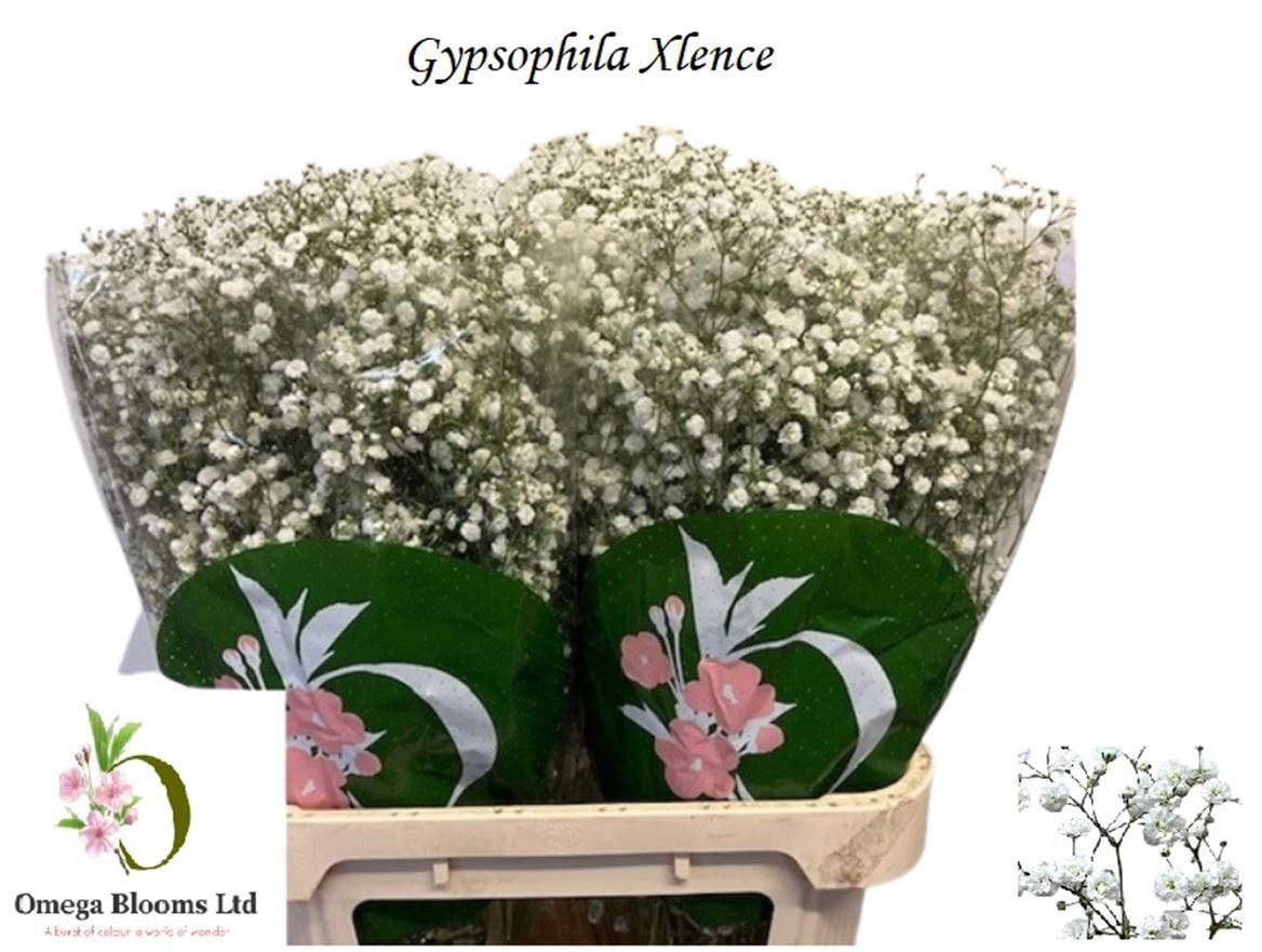 Gypsophila Xlence White 80cm 40gram