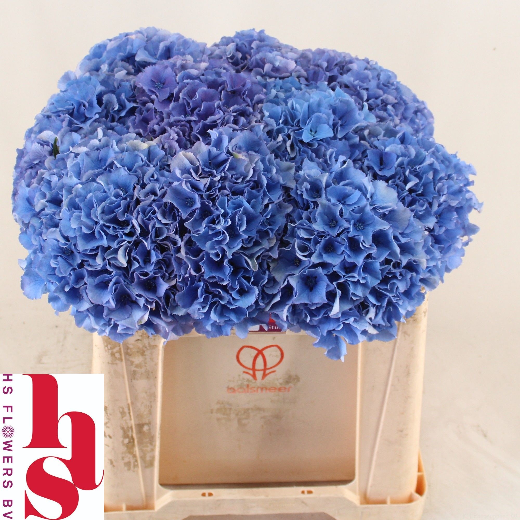 Hydrangea Royal Parade 50cm 19Ø