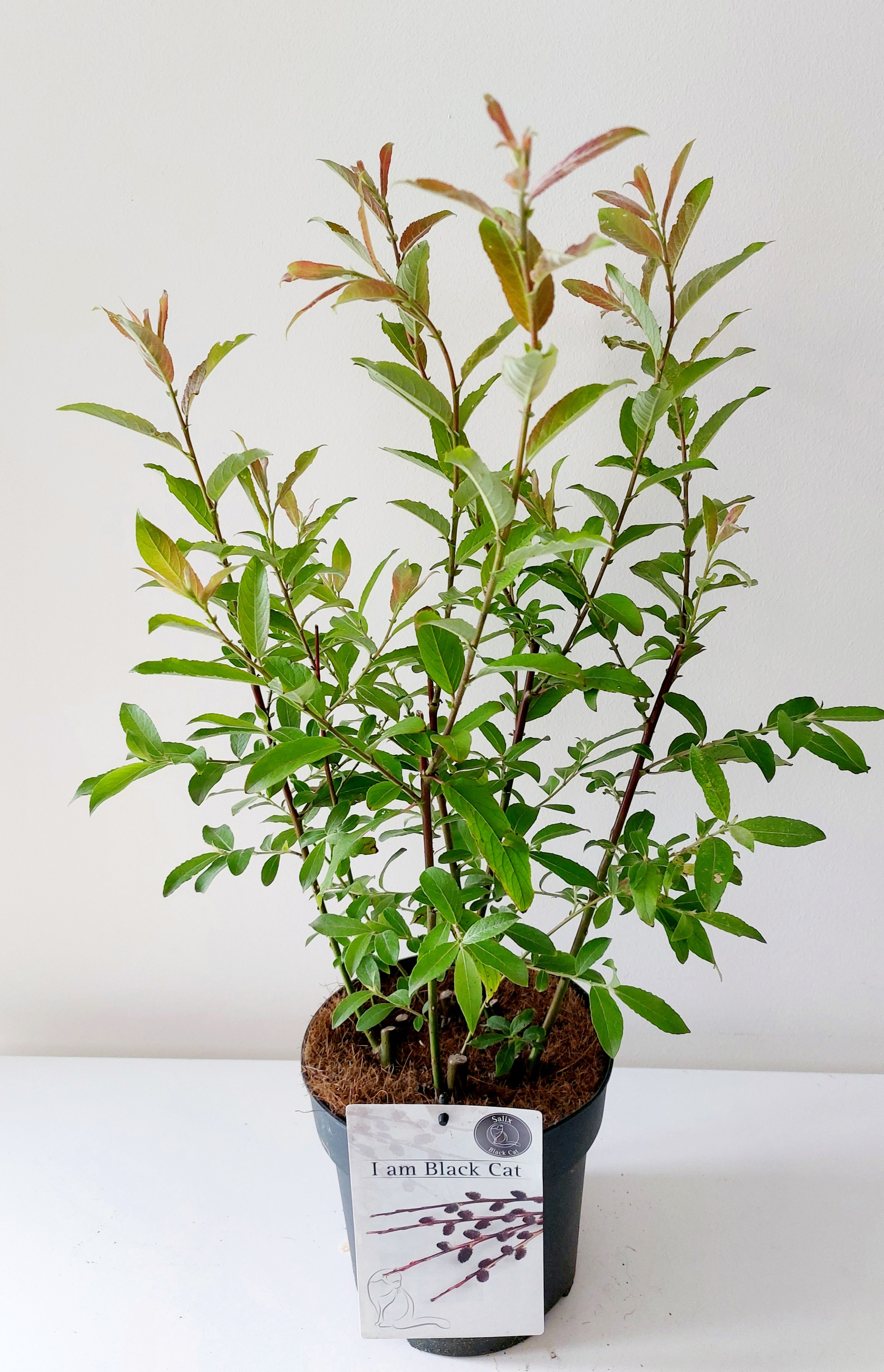 Picture of Salix gracilistyla Melanostachys P19 (3 Ltr)