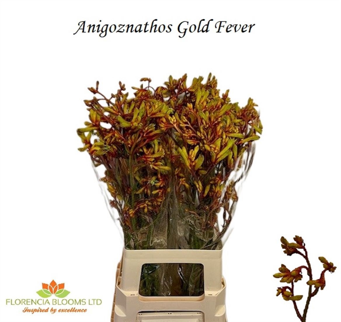 Anigozanthos Gold Fever 60cm