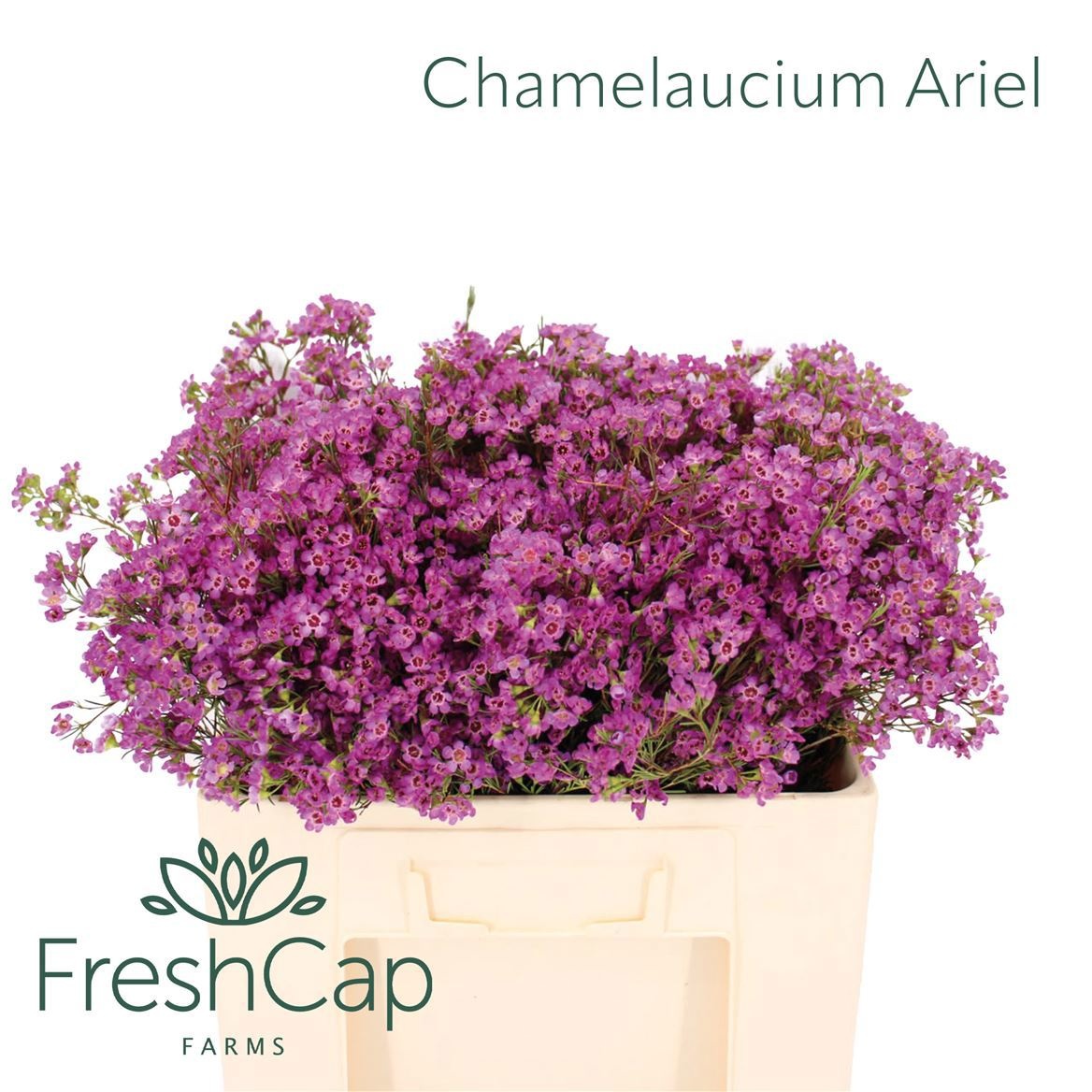 Chamelaucium Un Ariel 50cm 25gram