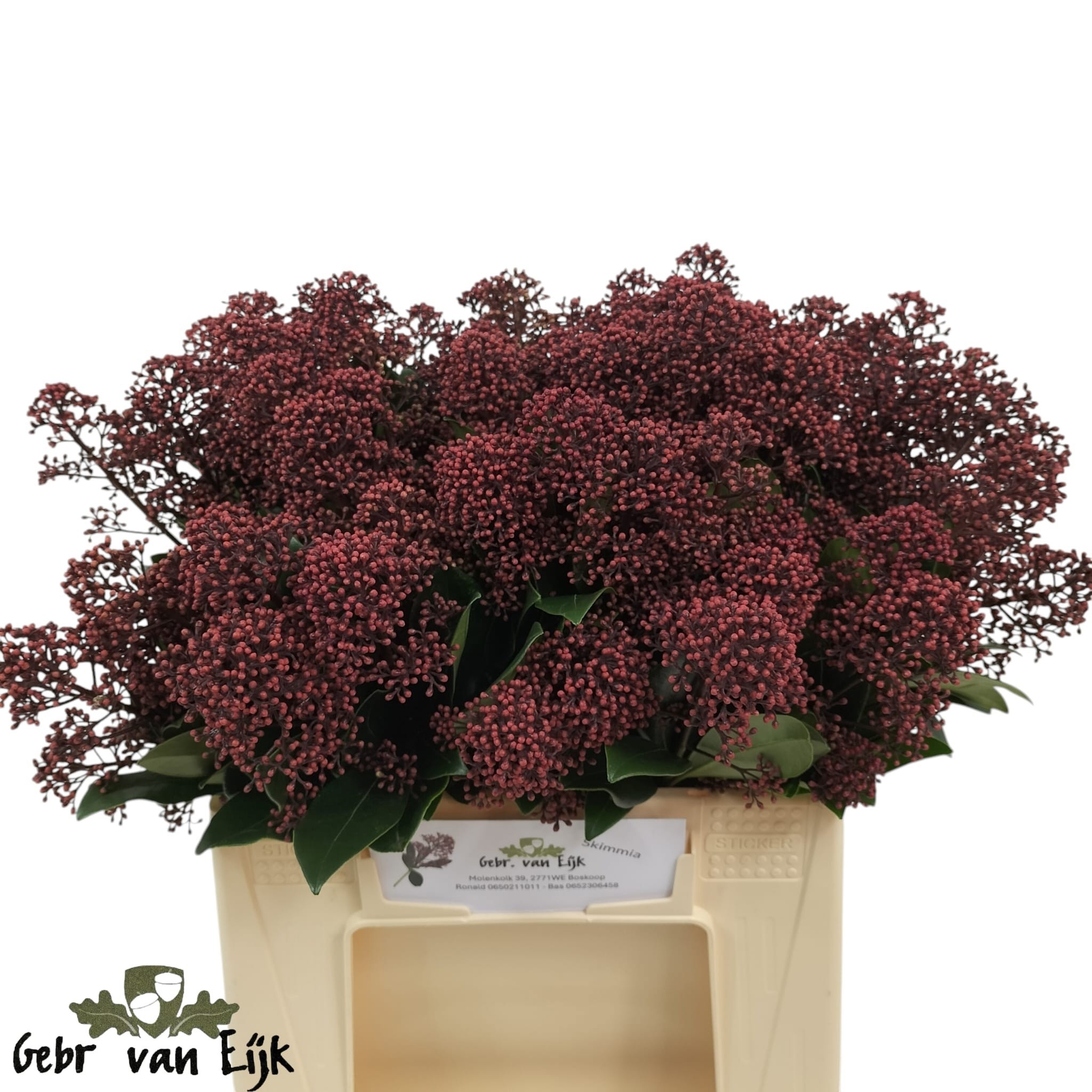 Skimmia Japonica Rubella 40cm