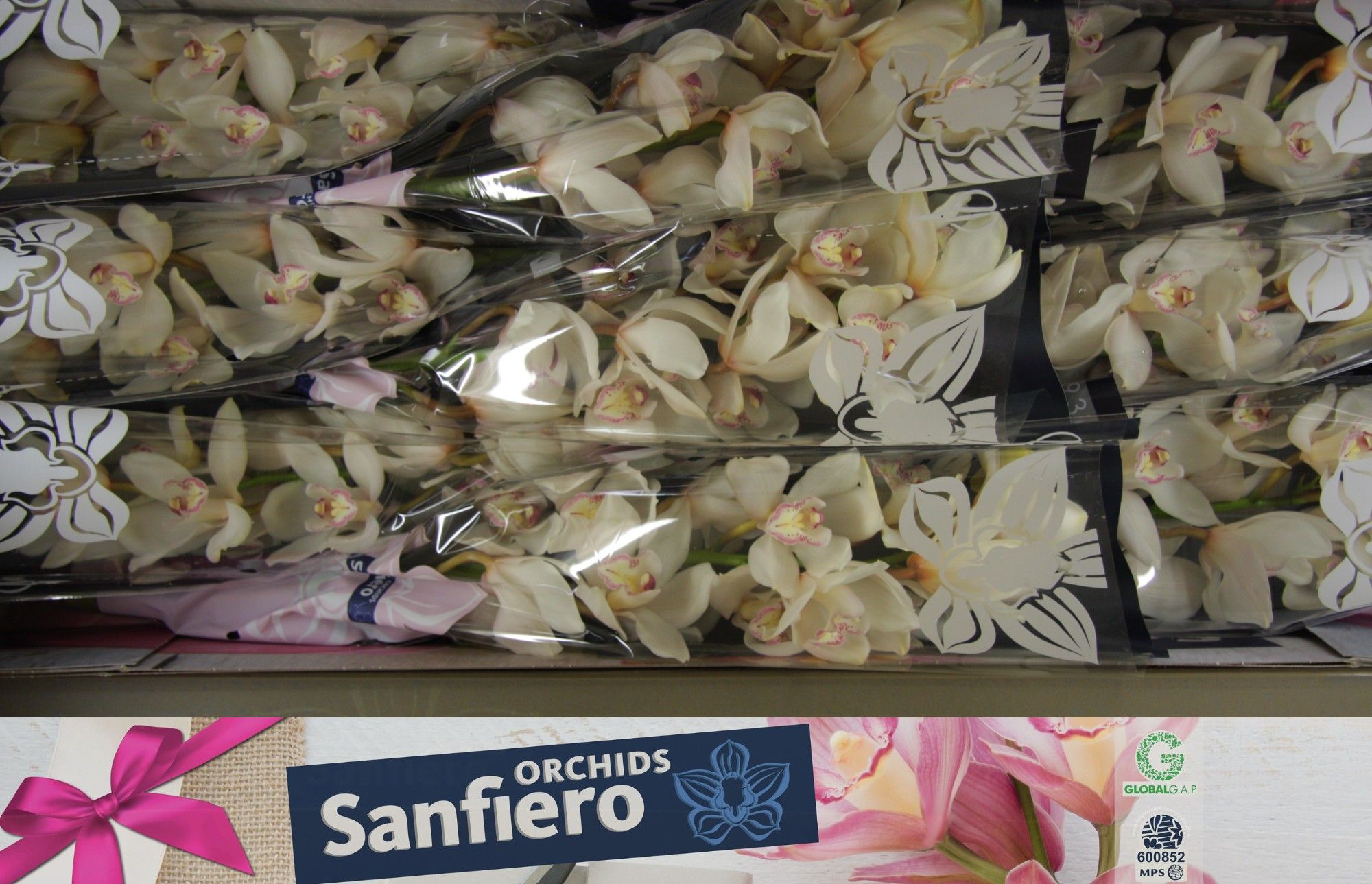 Cymbidium Antonella 90 8/11bl
