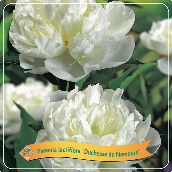 Picture of Paeonia Lactiflora mix shelve C5