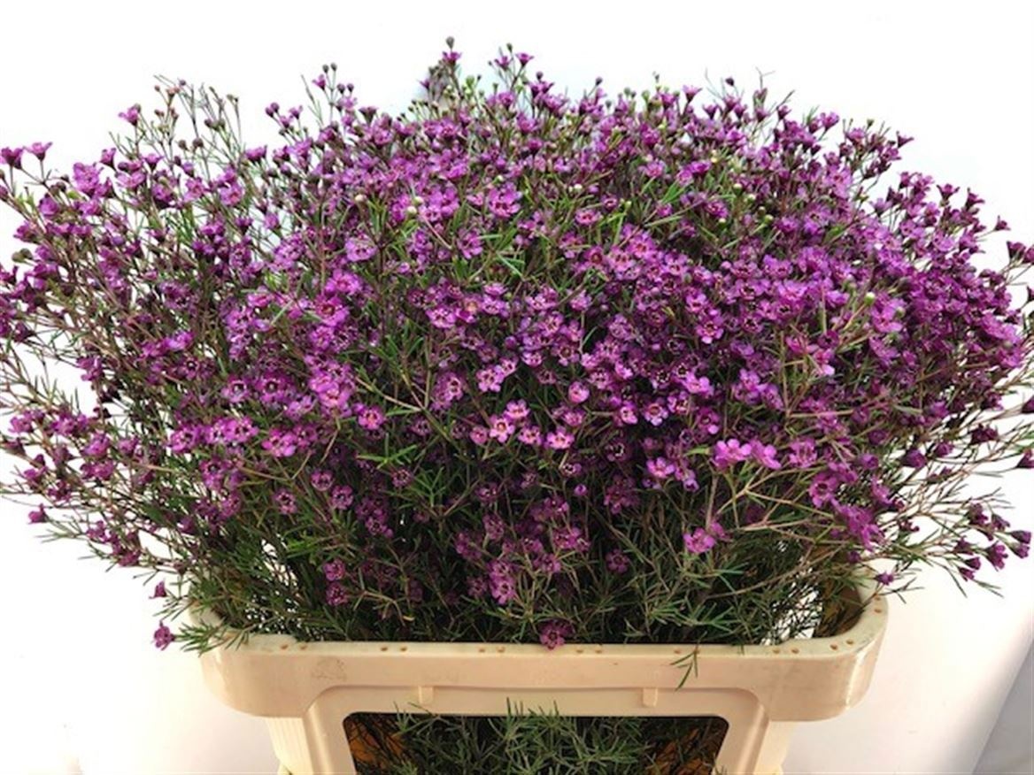 Chamelaucium Jupiter 80cm 90gram