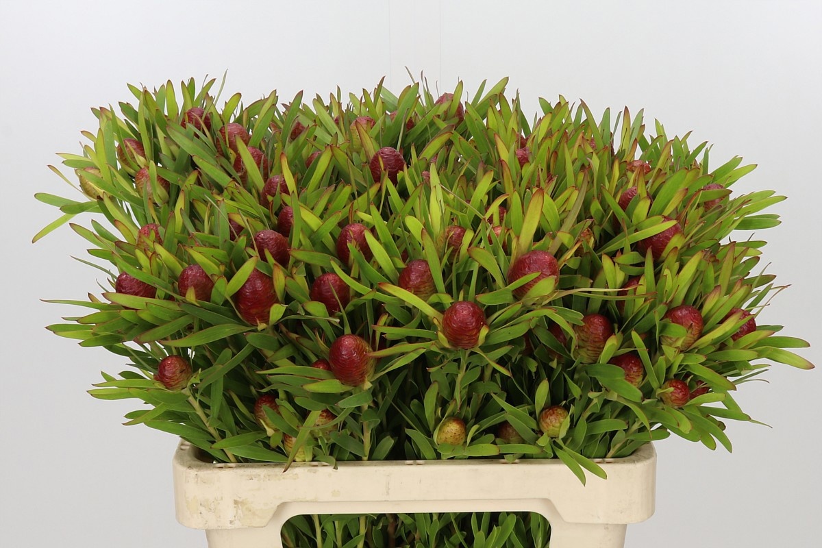 Leucad Ayoba Ch Pear 60cm