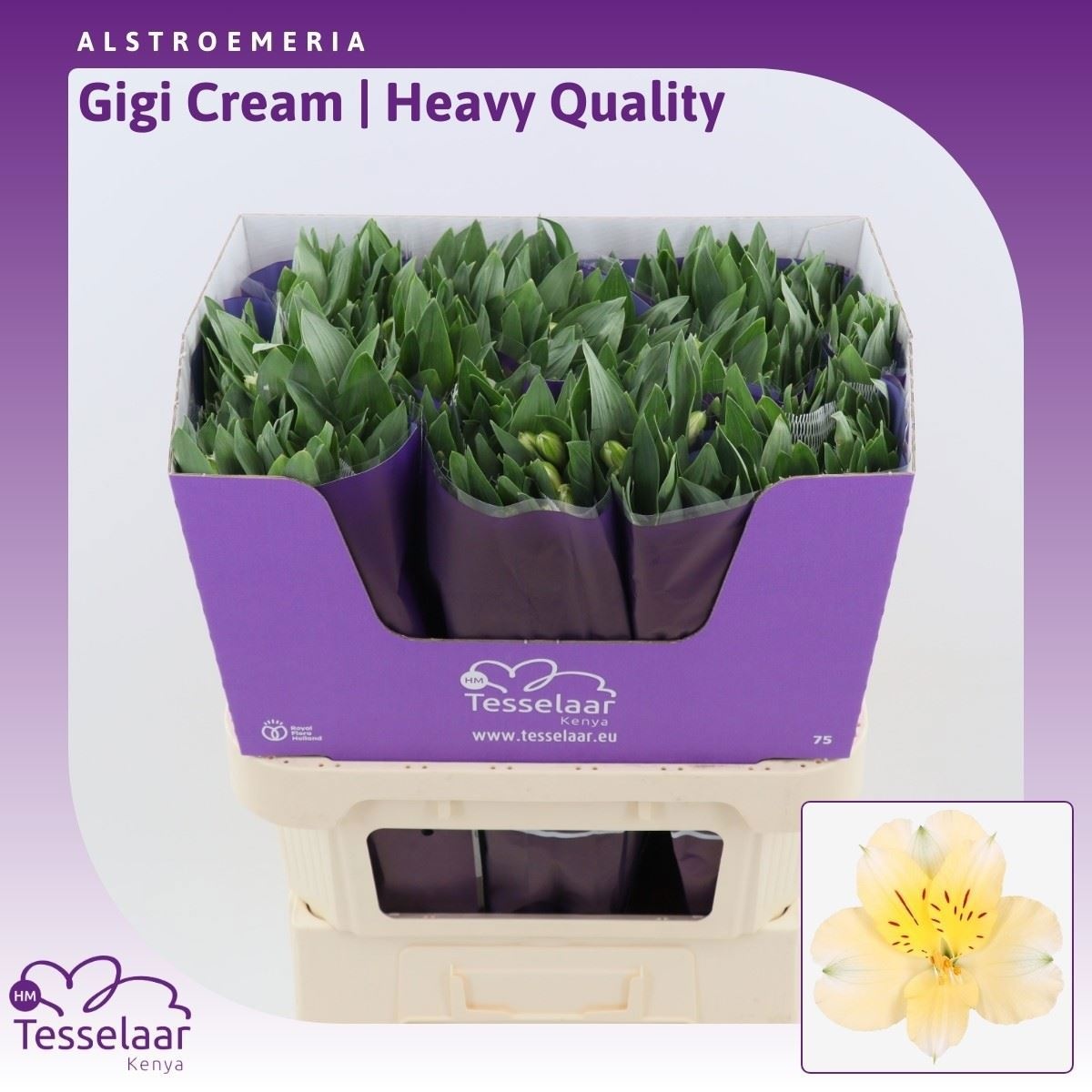 Alstr Gigi Cream 70cm 80gram