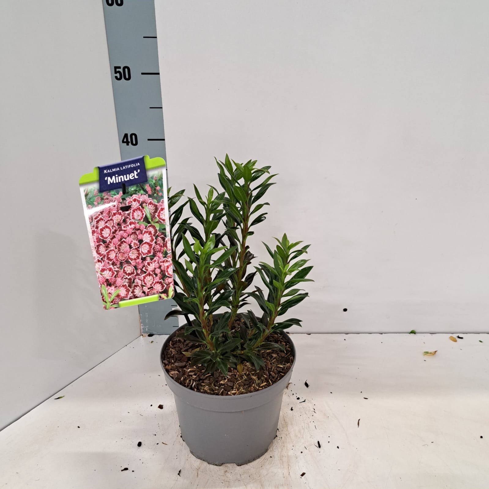Kalmia latifolia 'Minuet'