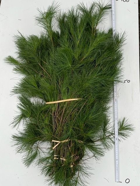 Pinus Strobus