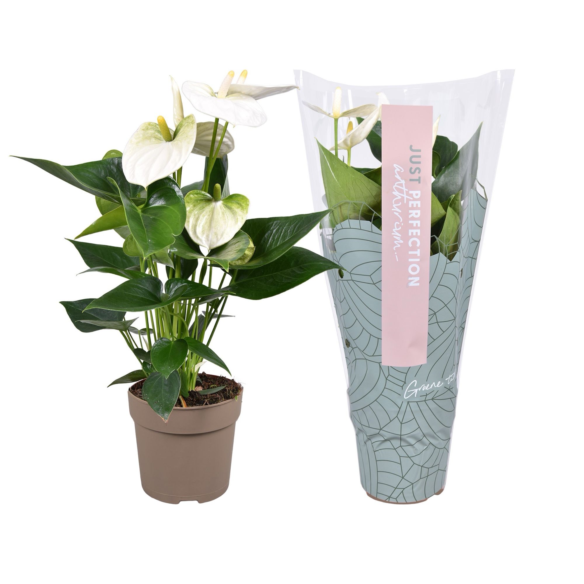 buy elephant ears plant Alocasia